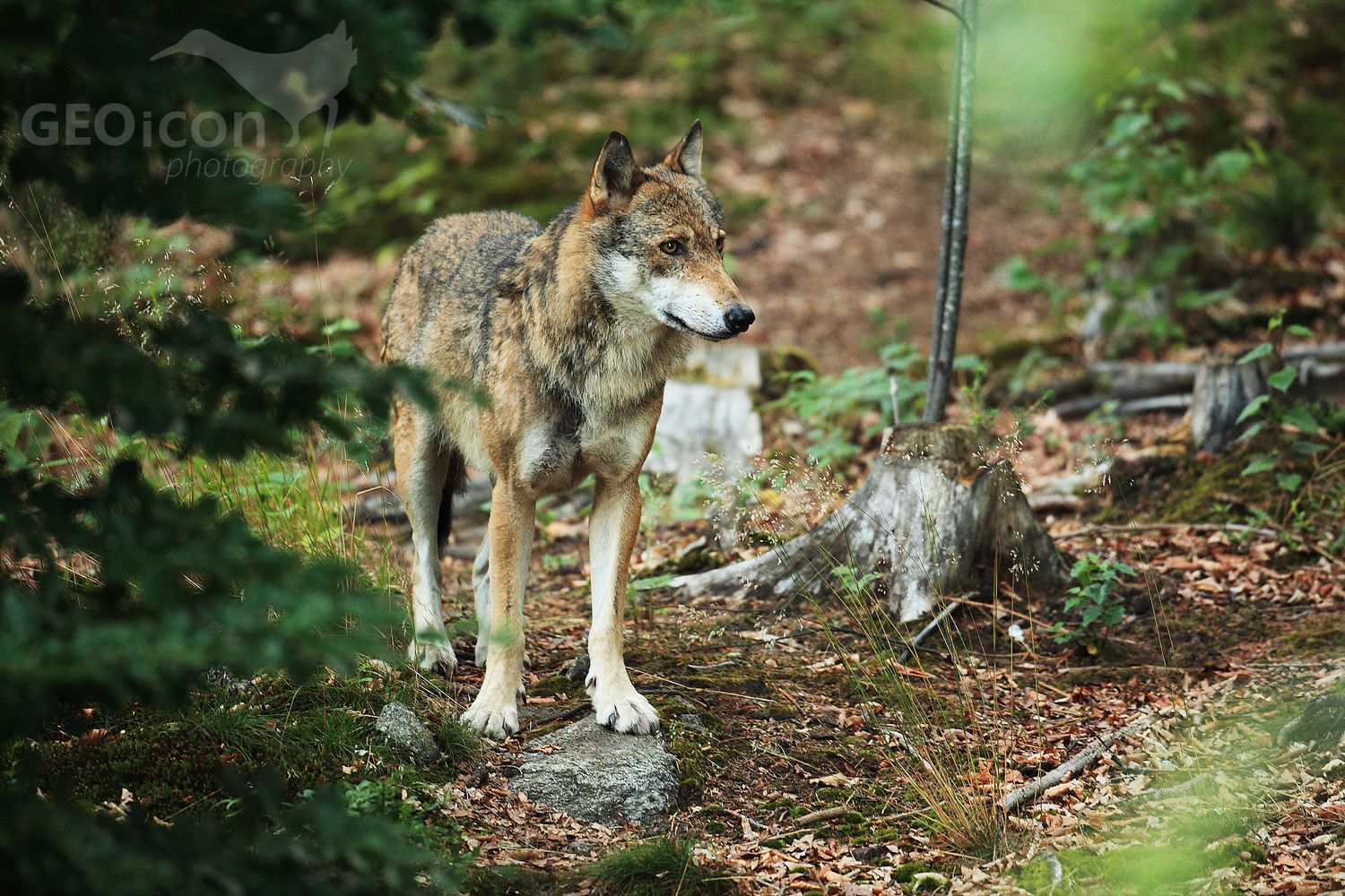 Volf / vlk obecný (Canis lupus)