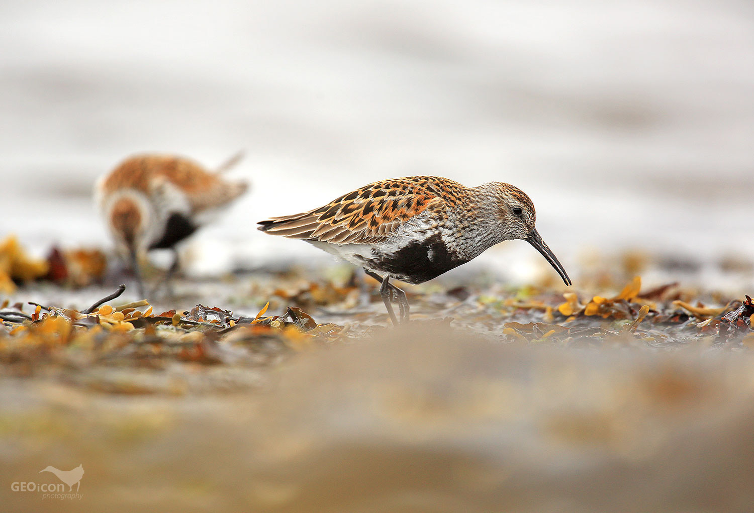 Dunlin / jespák obecný (Calidris alpina)