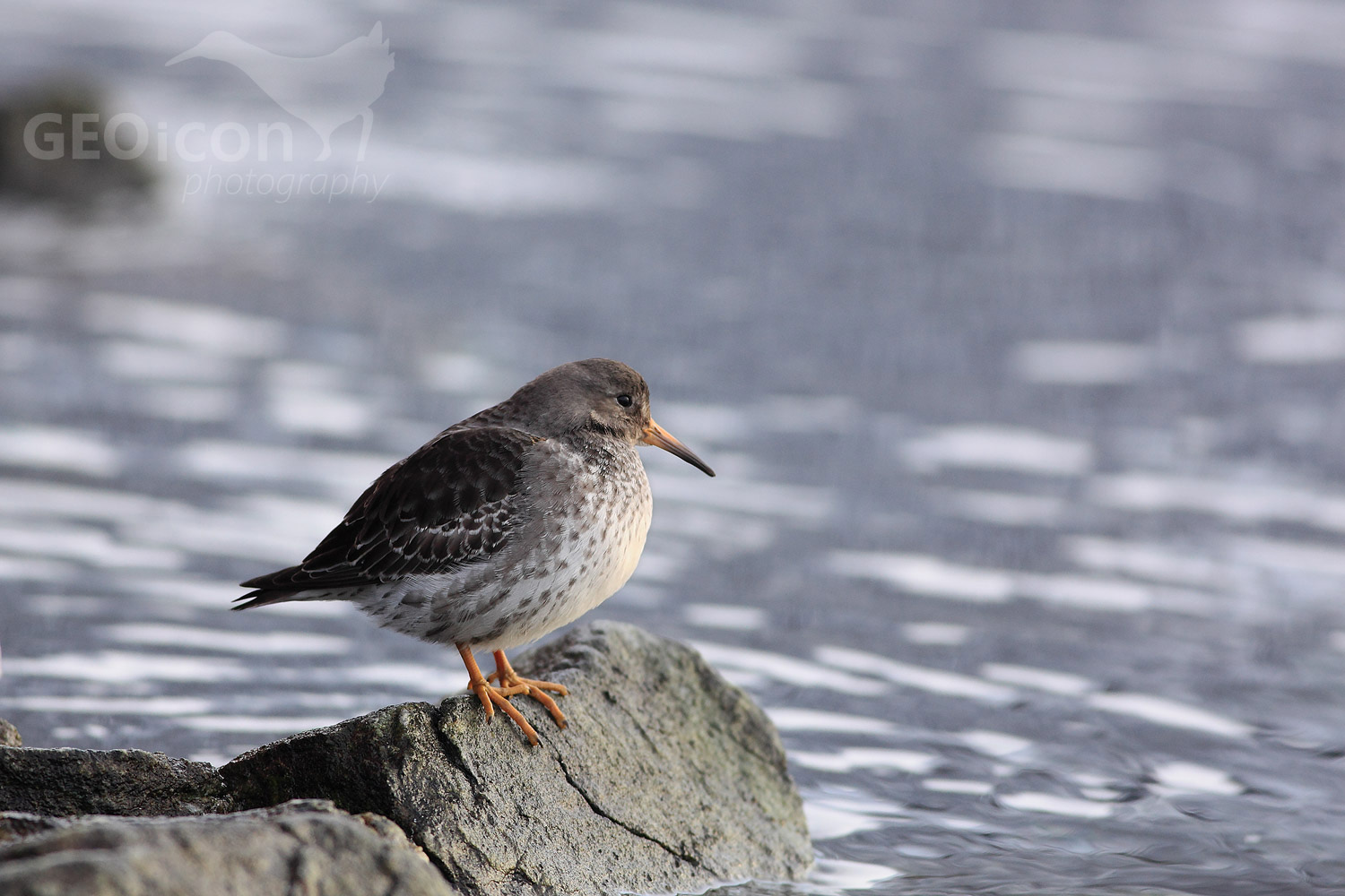 Purple sandpiper / jespák mořský (Calidris maritima)