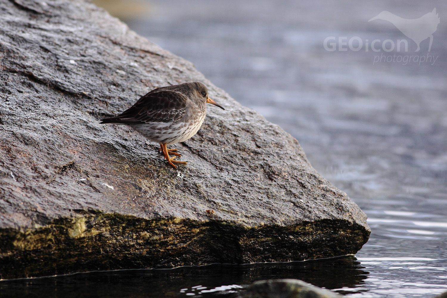 Purple sandpiper / jespák mořský (Calidris maritima)
