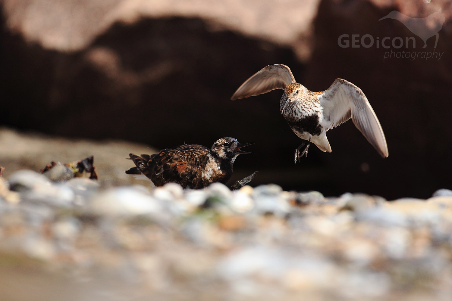Dunlin / jespák obecný (Calidris alpina)