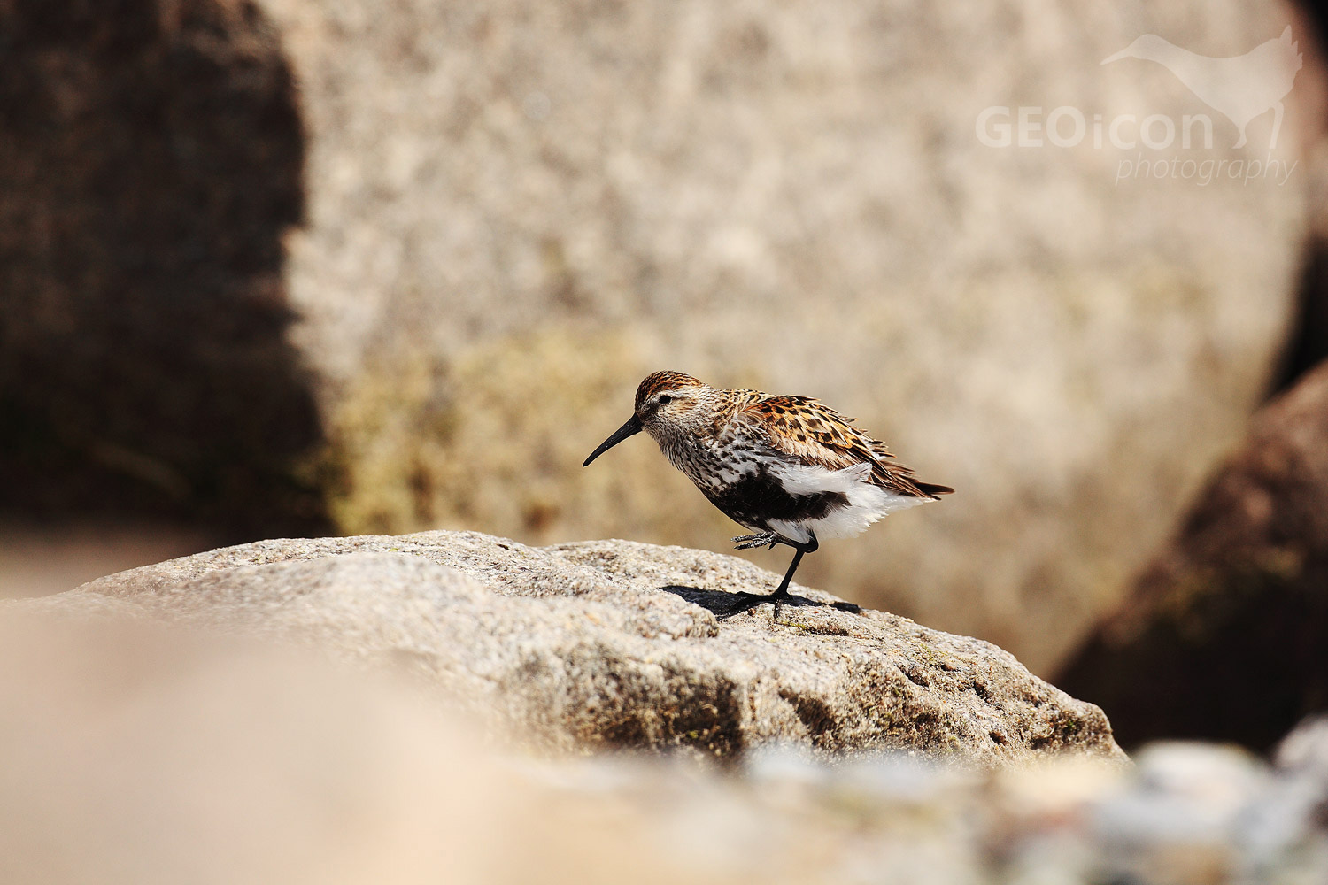 Dunlin / jespák obecný (Calidris alpina)