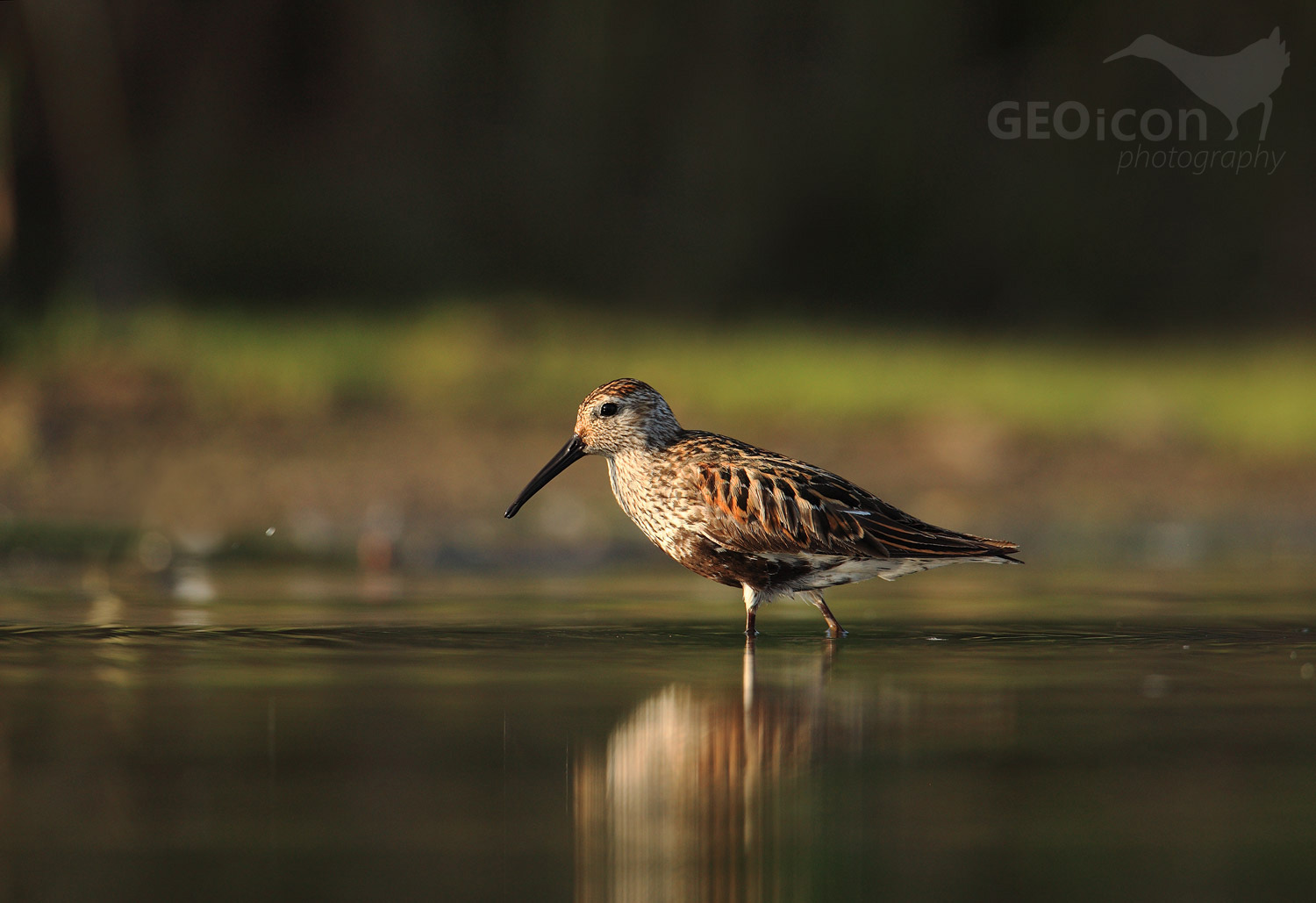 Dunlin / jespák obecný (Calidris alpina)