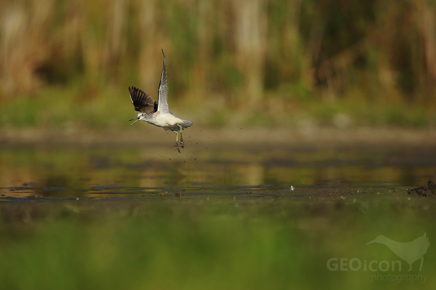 Greenshank / vodouš šedý (Tringa nebularia)