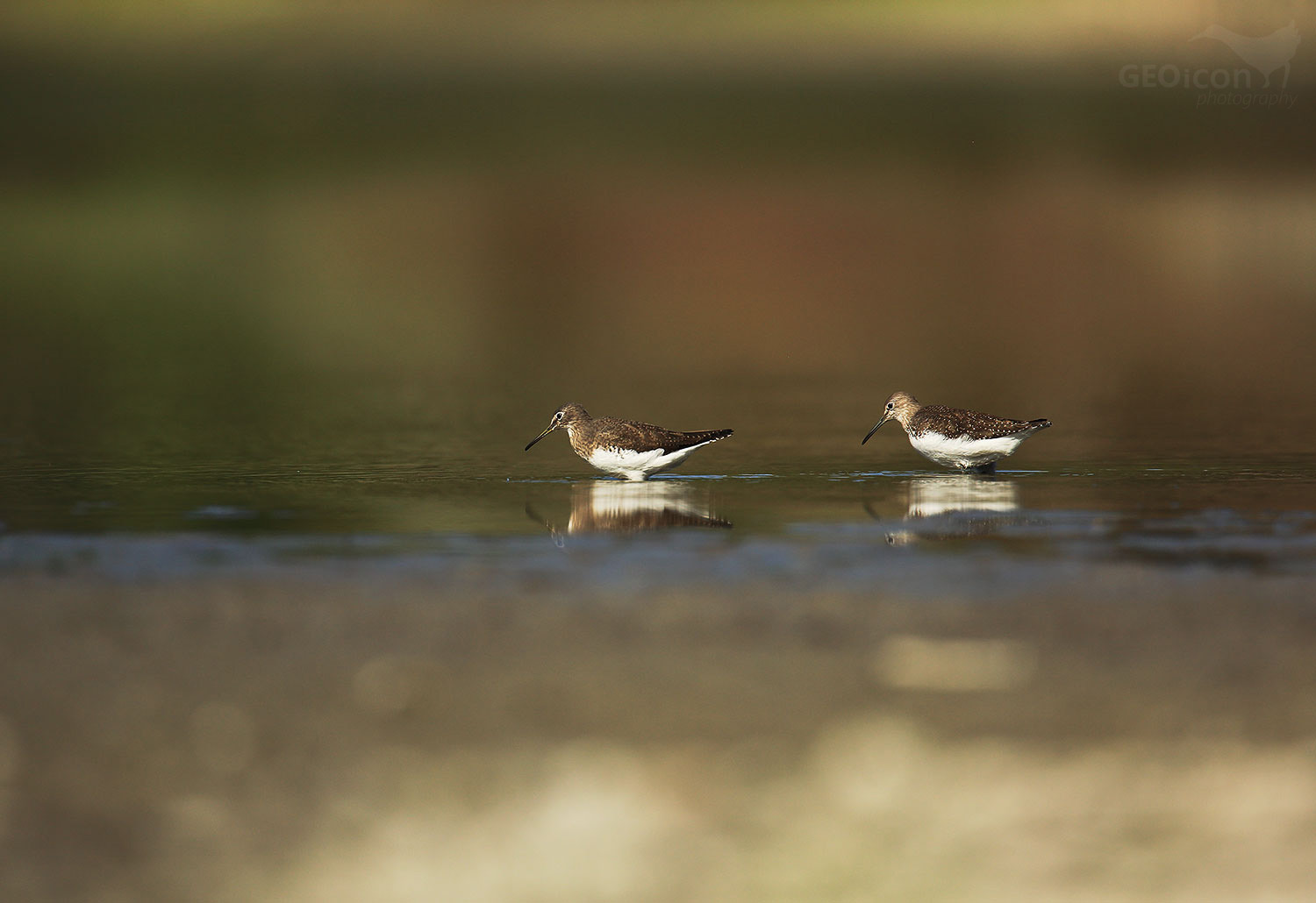 Green sandpiper / vodouš kropenatý (Tringa ochropus)
