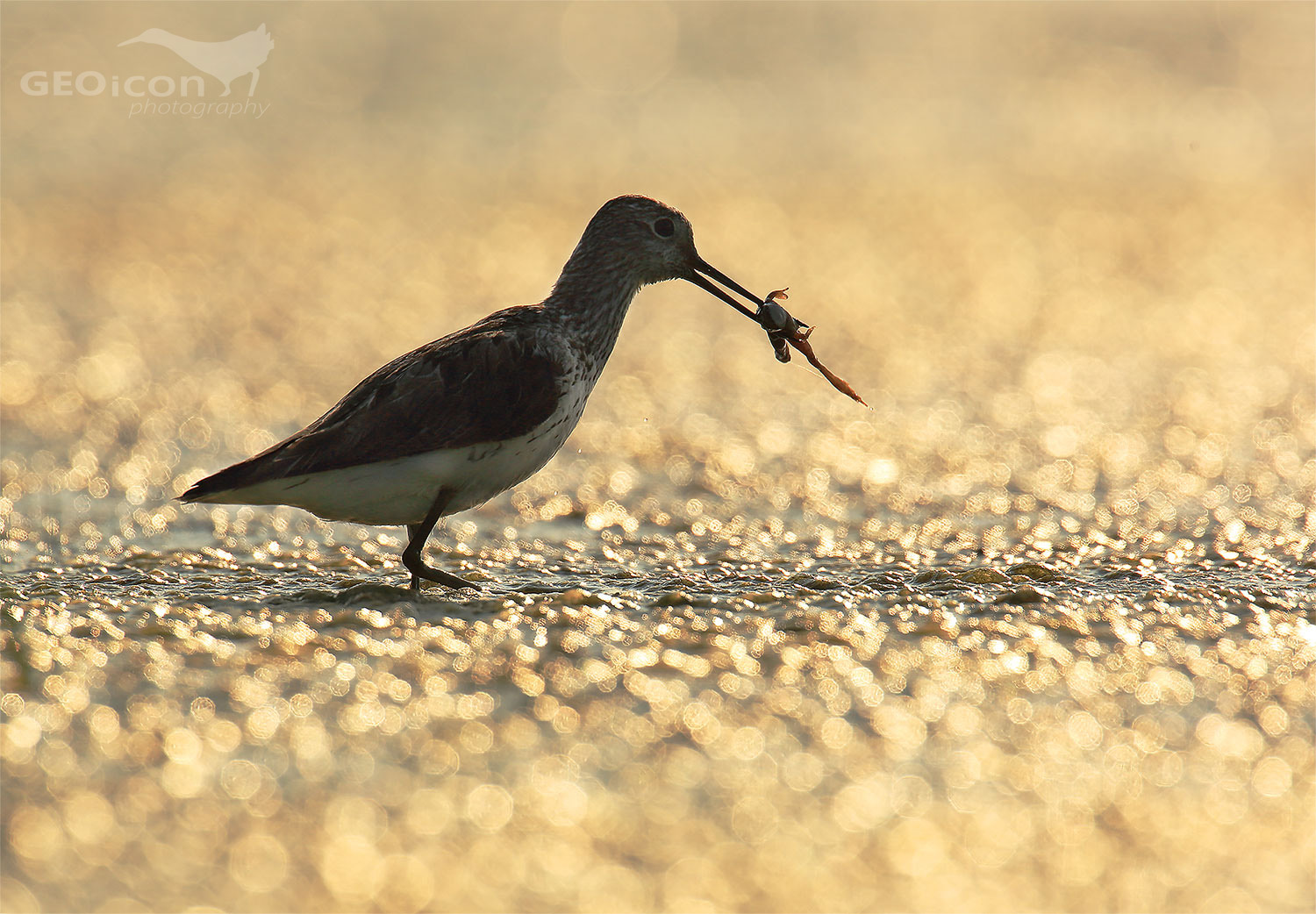 Greenshank / vodouš šedý (Tringa nebularia)