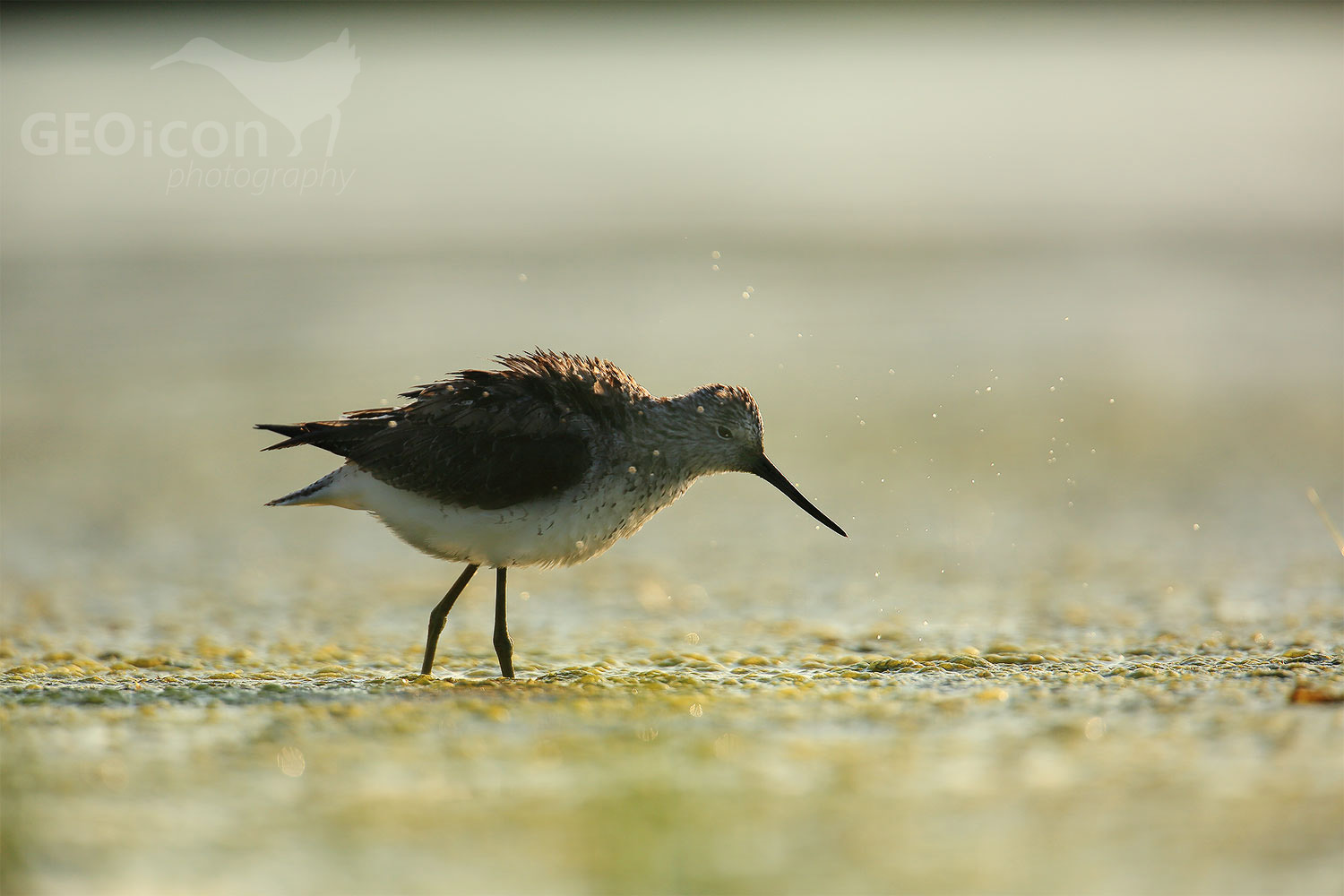 Greenshank / vodouš šedý (Tringa nebularia)