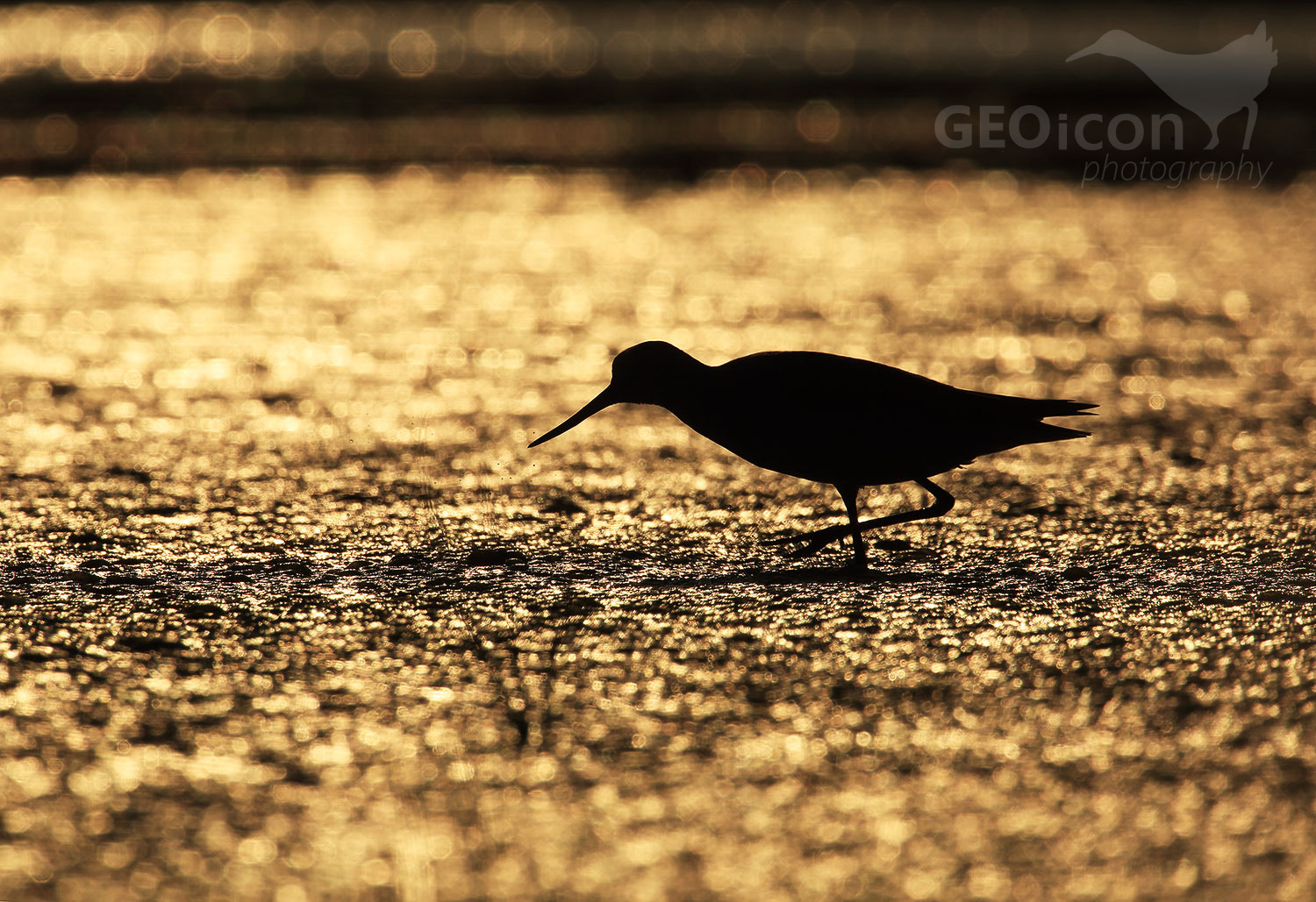Greenshank / vodouš šedý (Tringa nebularia)