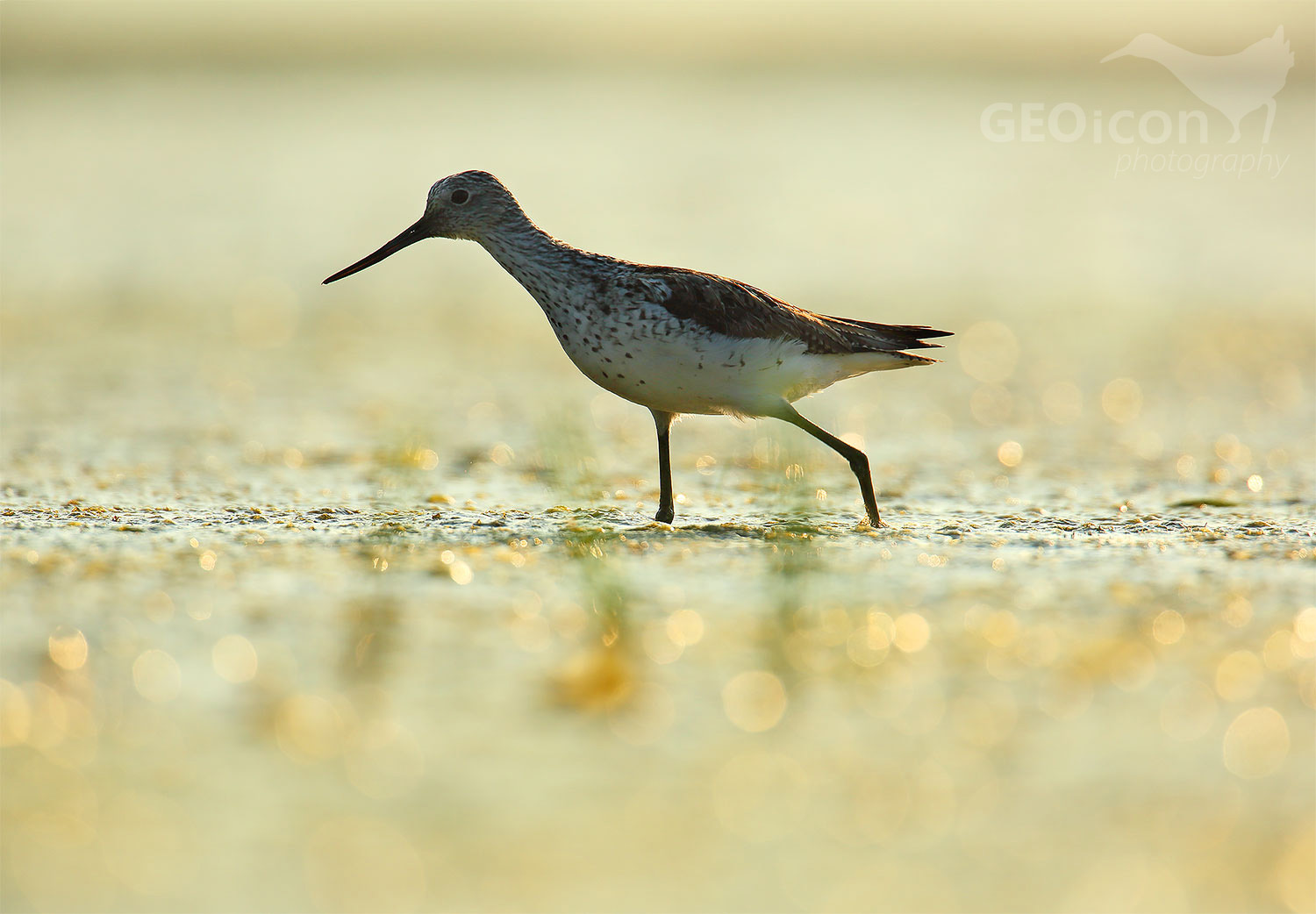 Greenshank / vodouš šedý (Tringa nebularia)