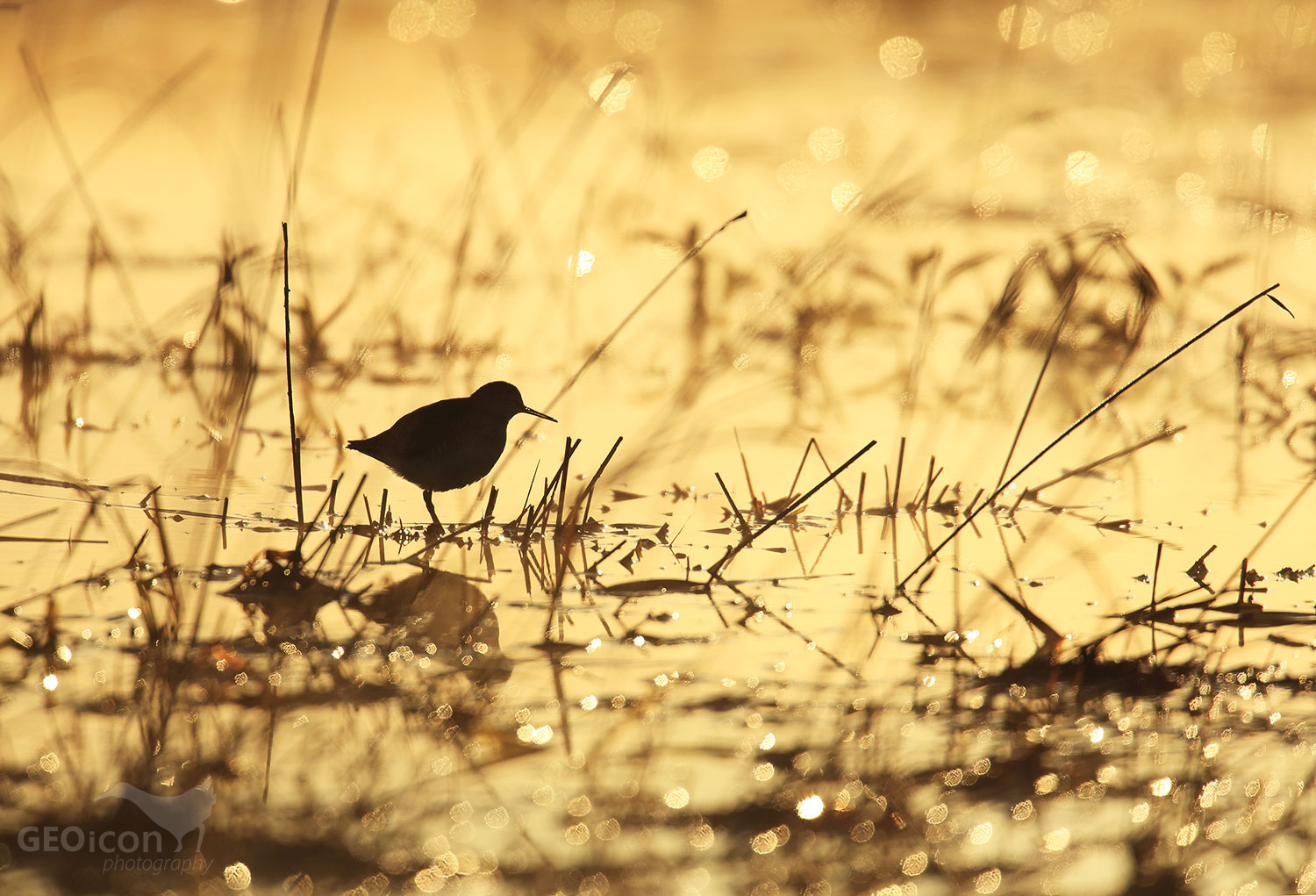 Green sandpiper / vodouš kropenatý (Tringa ochropus)