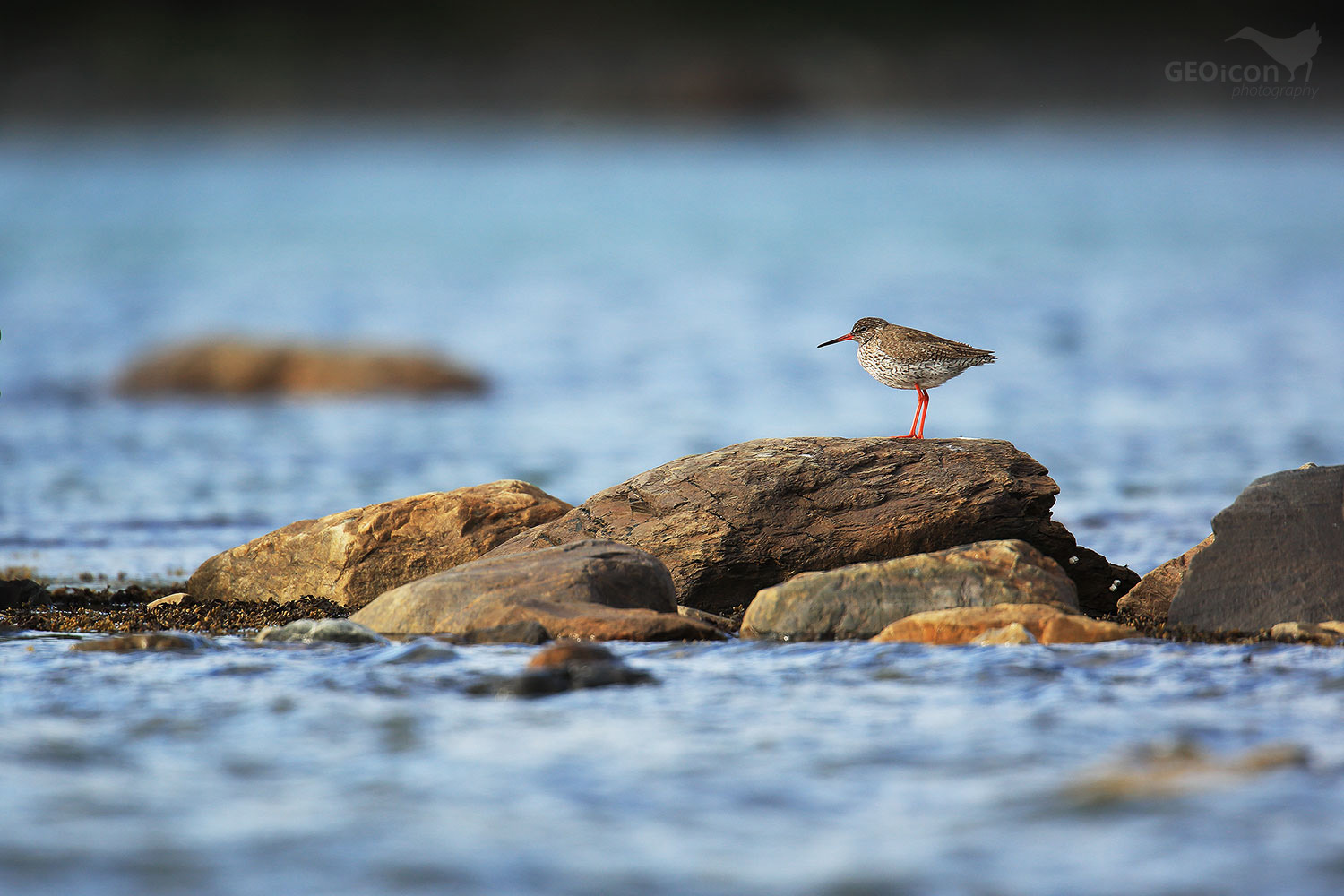 Redshank / vodouš rudonohý (Tringa totanus)
