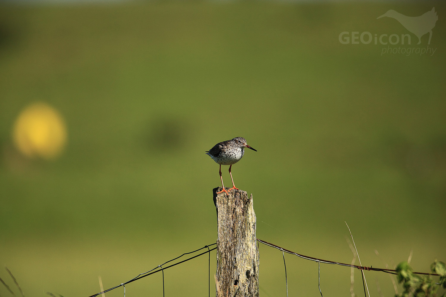Redshank / vodouš rudonohý (Tringa totanus)