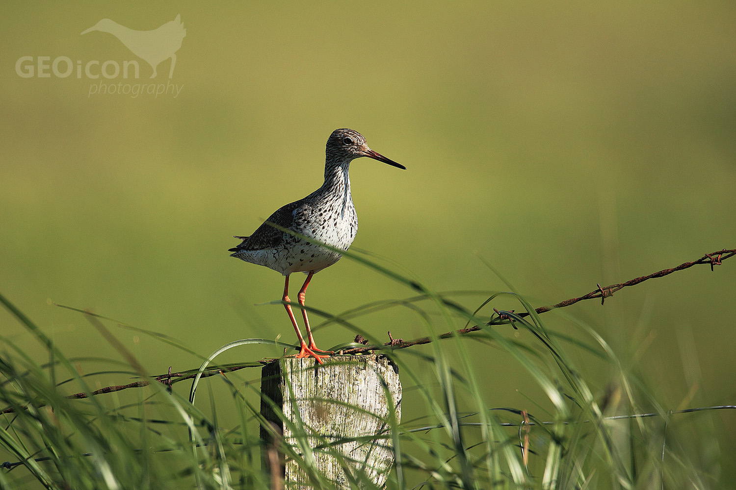 Redshank / vodouš rudonohý (Tringa totanus)