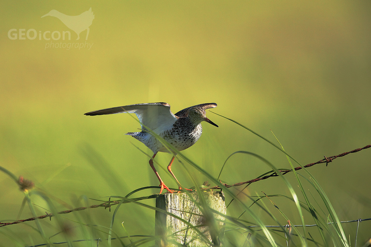Redshank / vodouš rudonohý (Tringa totanus)
