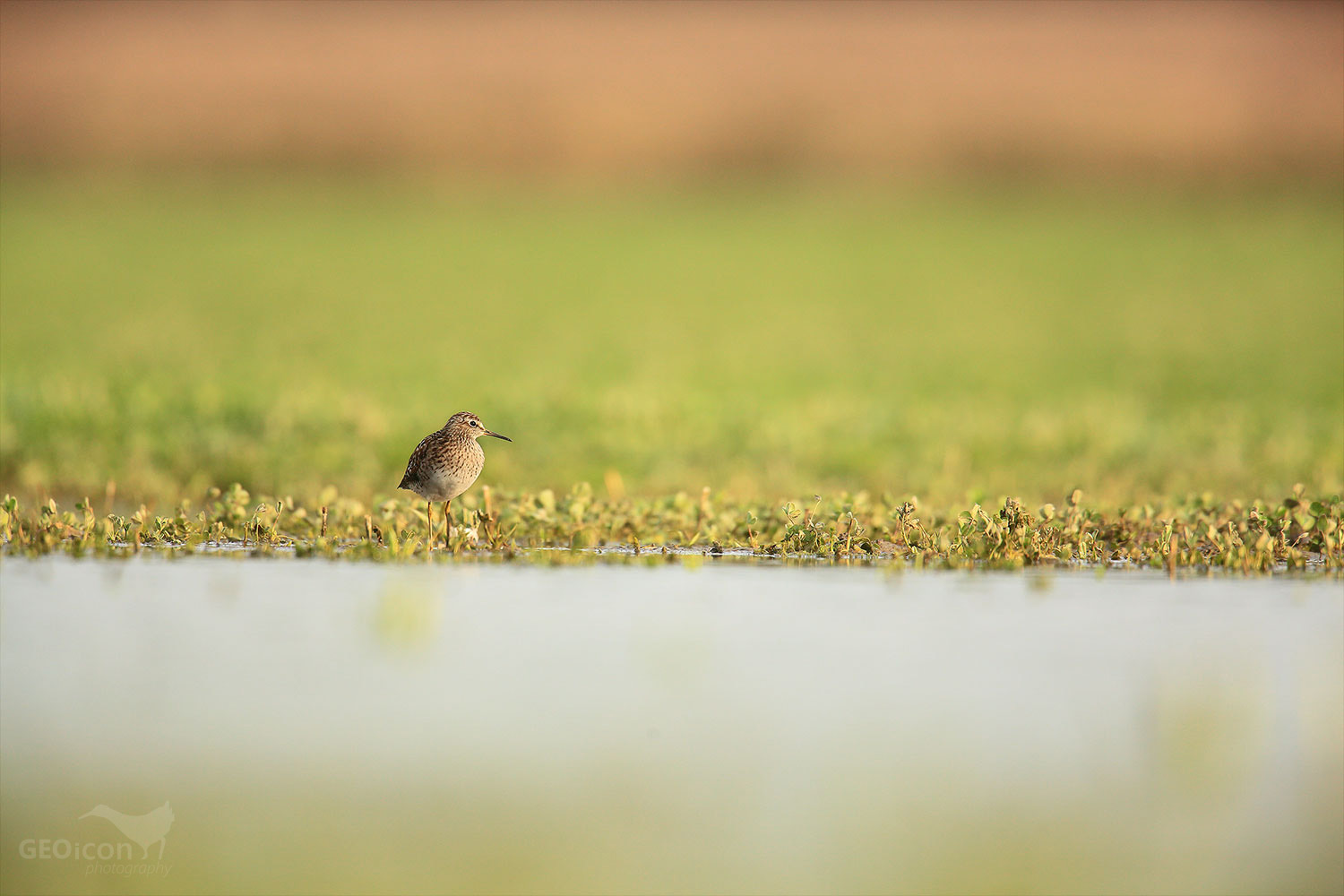 Wood sandpiper / vodouš bahenní (Tringa glareola)