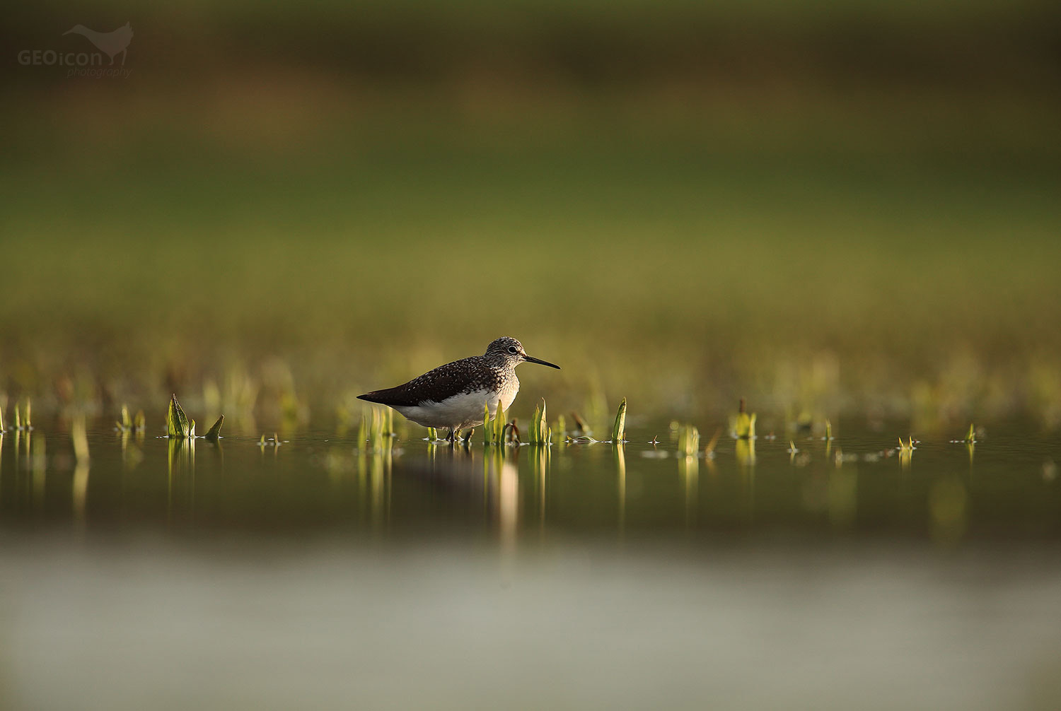 Green sandpiper / vodouš kropenatý (Tringa ochropus)