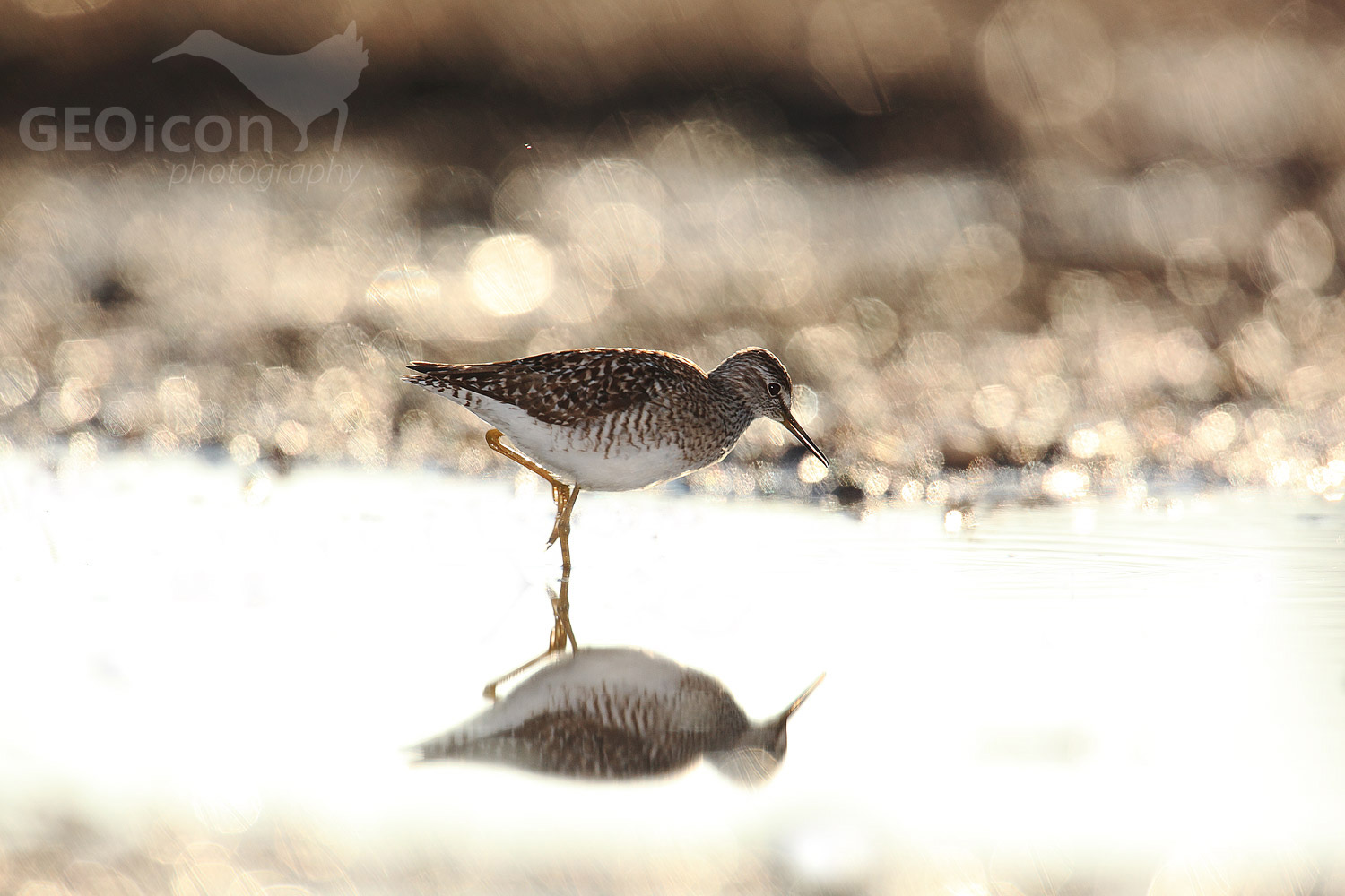 Wood sandpiper / vodouš bahenní (Tringa glareola)