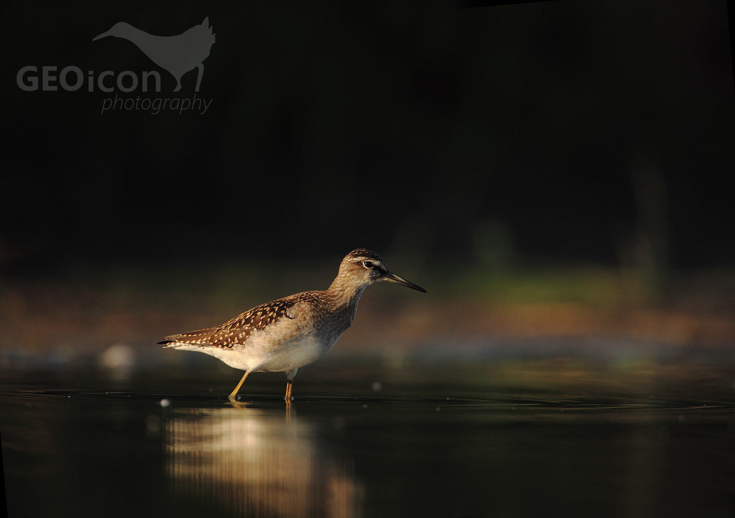 Wood sandpiper / vodouš bahenní (Tringa glareola)
