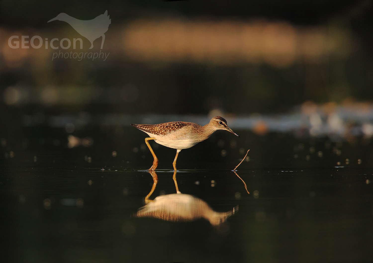 Wood sandpiper / vodouš bahenní (Tringa glareola)