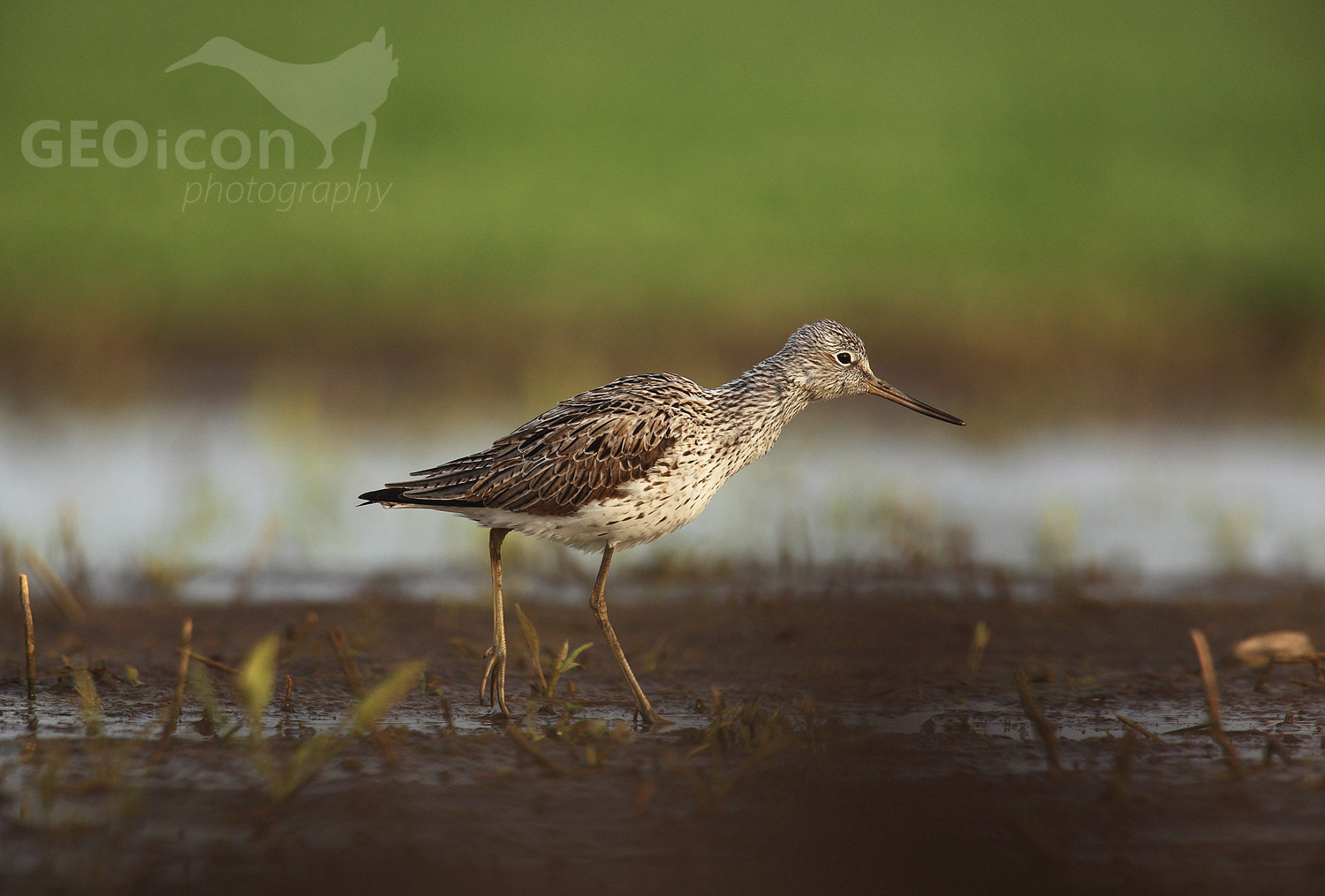 Greenshank / vodouš šedý (Tringa nebularia)