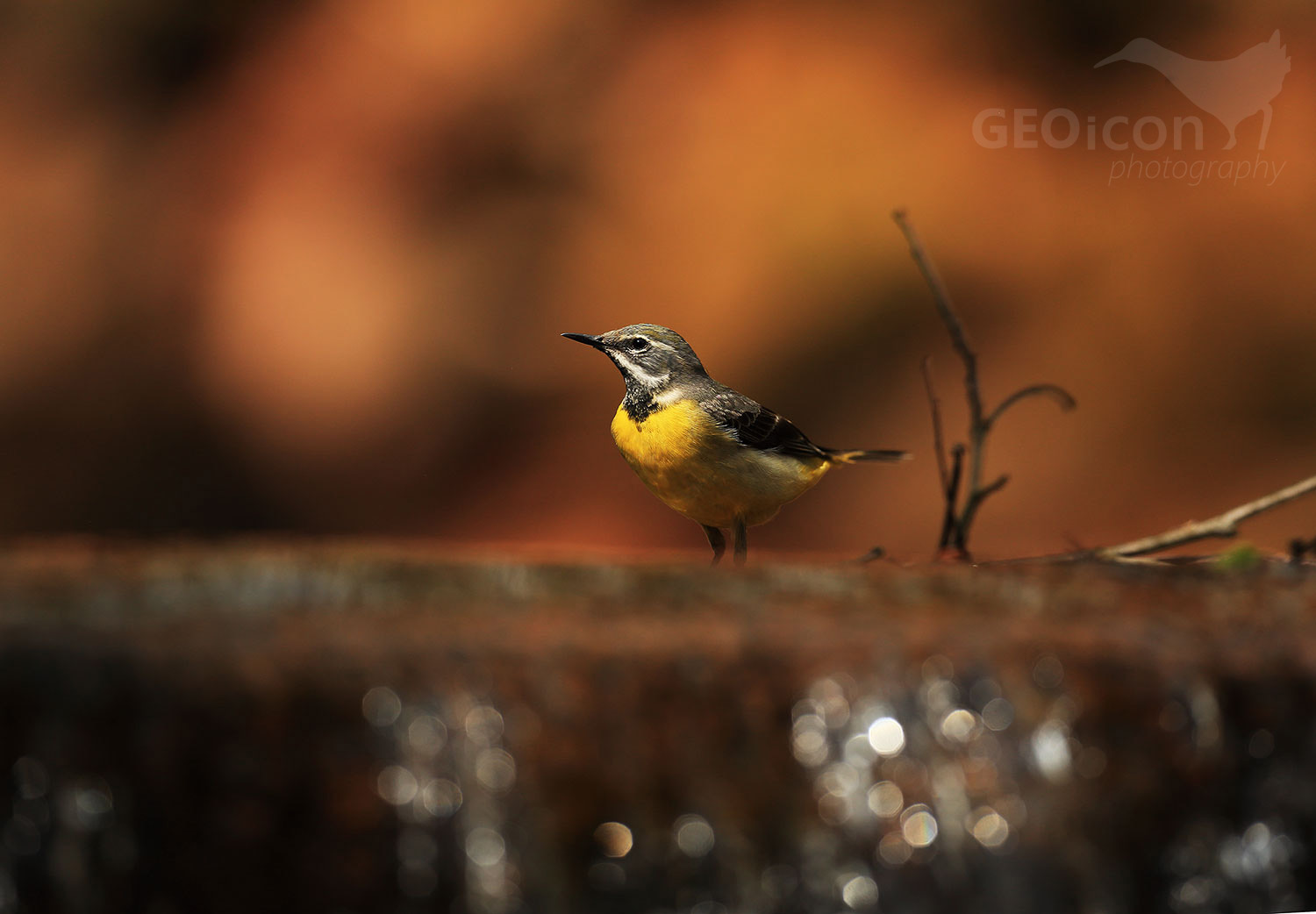 Grey wagtail / konipas horský (Motacilla cinerea)