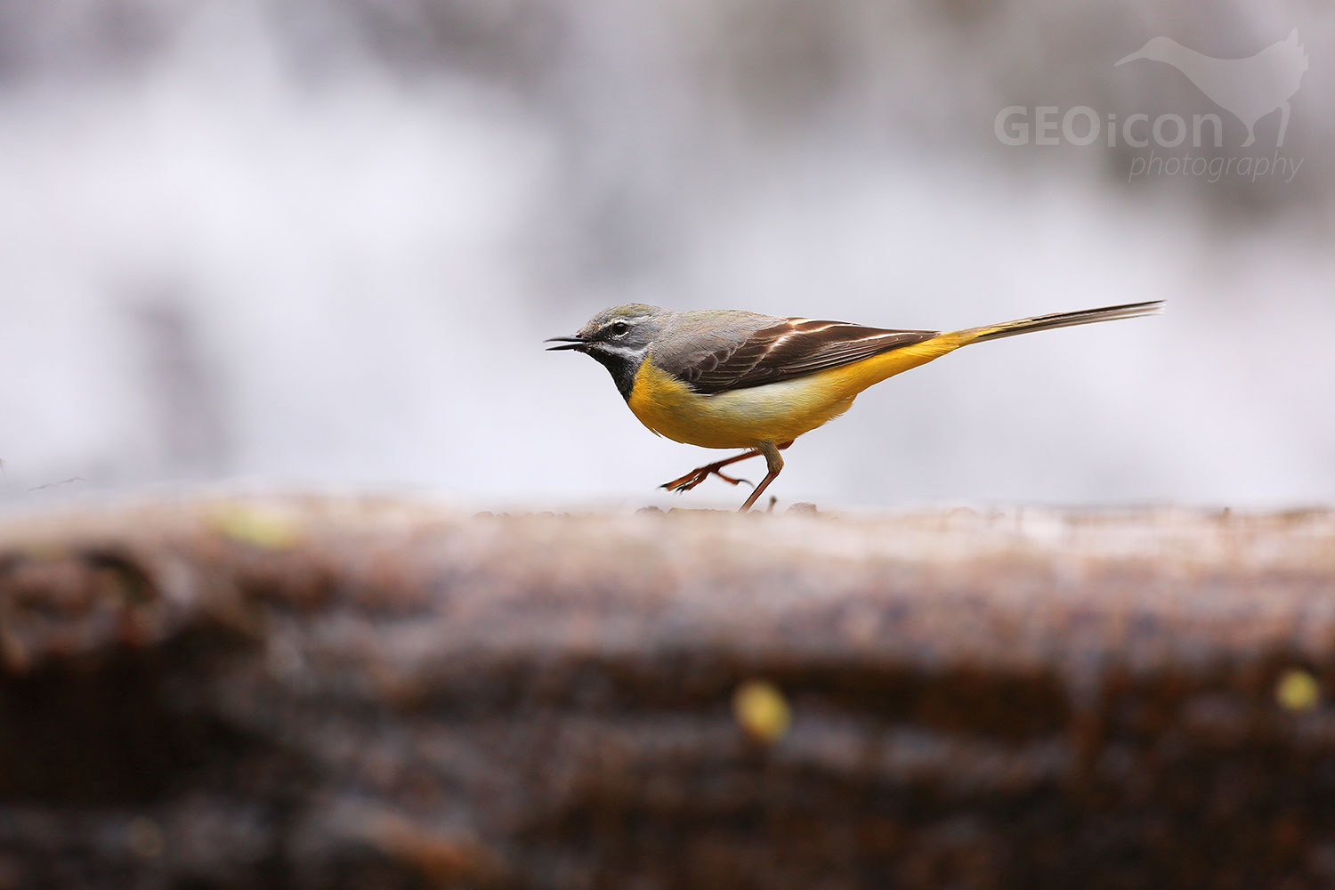 Grey wagtail / konipas horský (Motacilla cinerea)