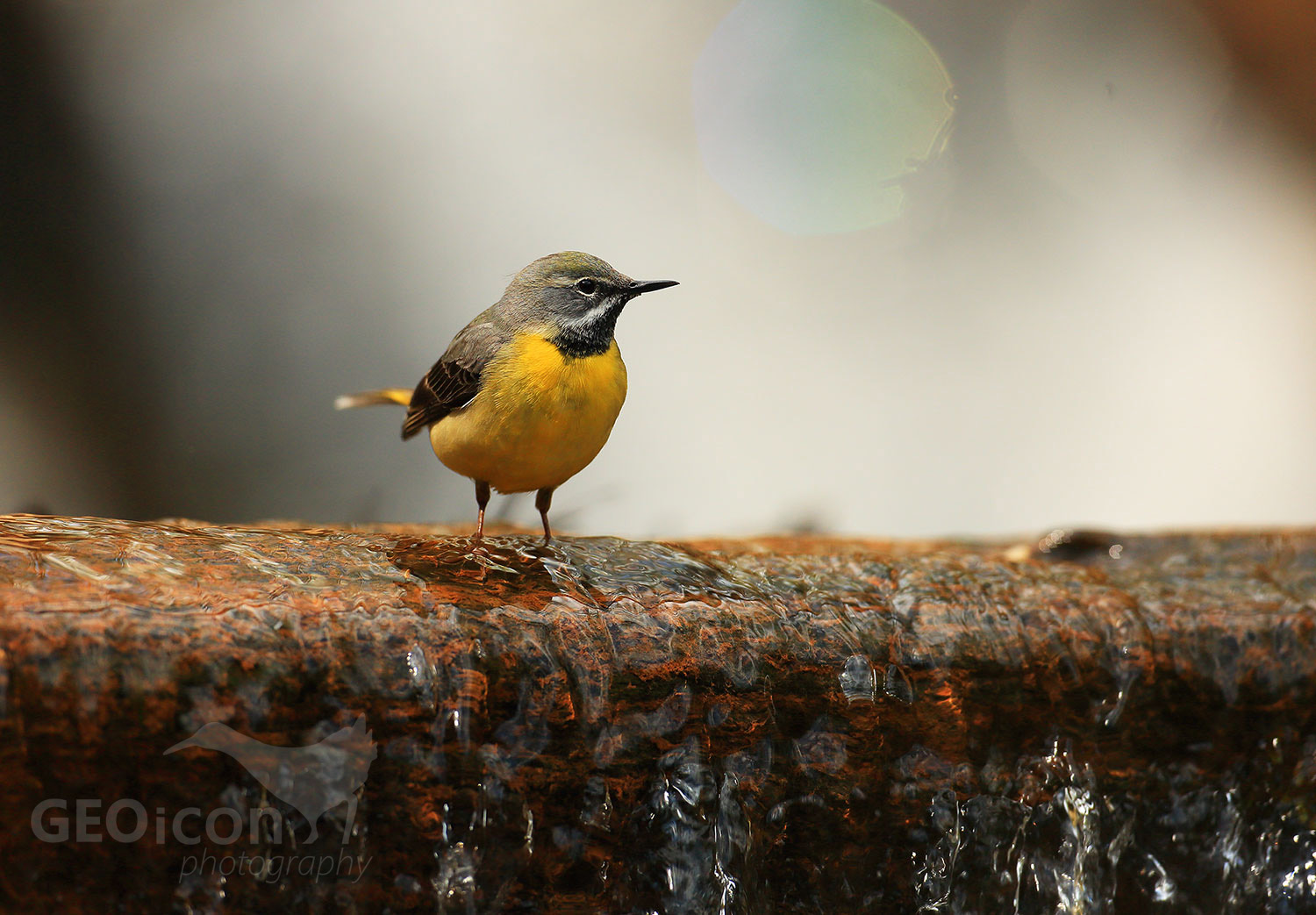 Grey wagtail / konipas horský (Motacilla cinerea)