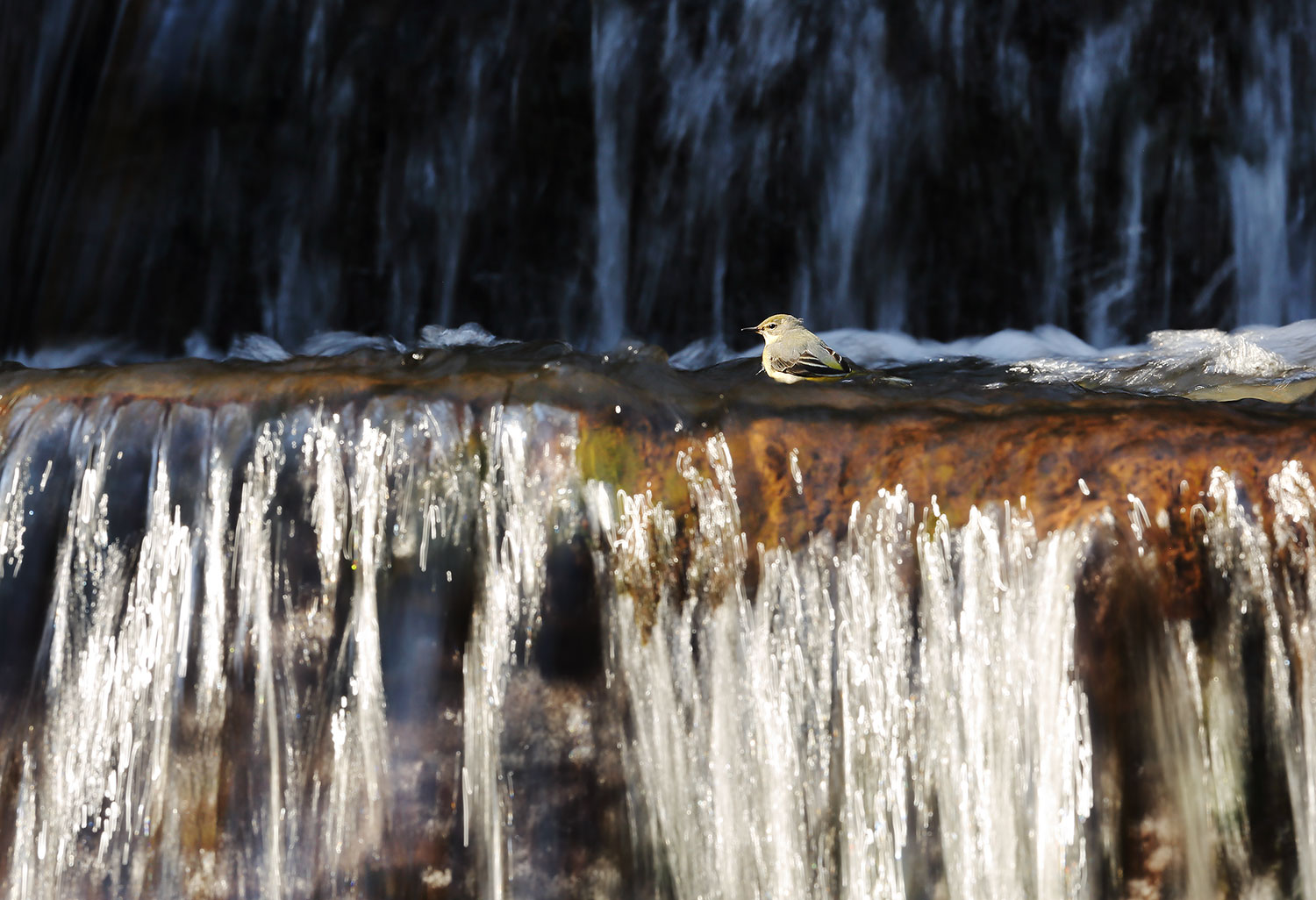 Grey wagtail / konipas horský (Motacilla cinerea)