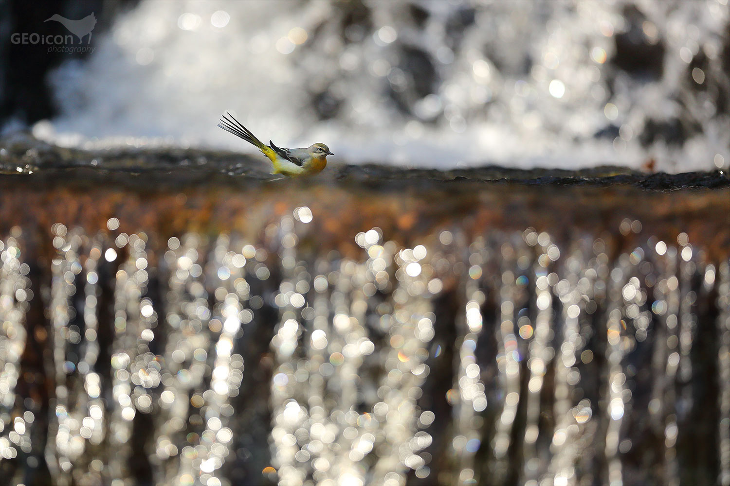 Grey wagtail / konipas horský (Motacilla cinerea)