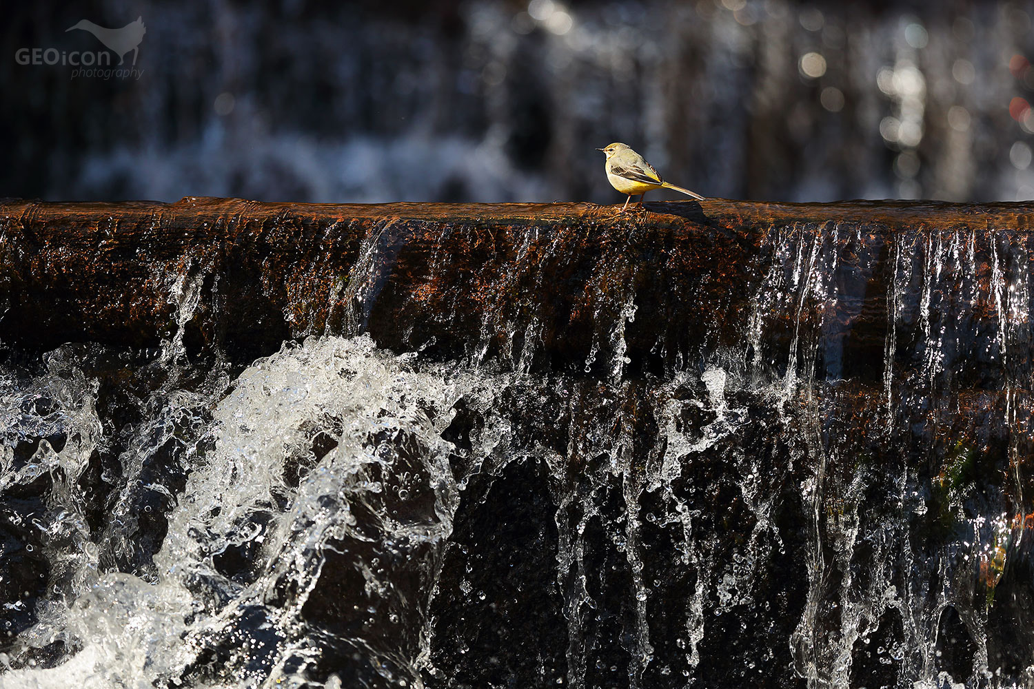 Grey wagtail / konipas horský (Motacilla cinerea)
