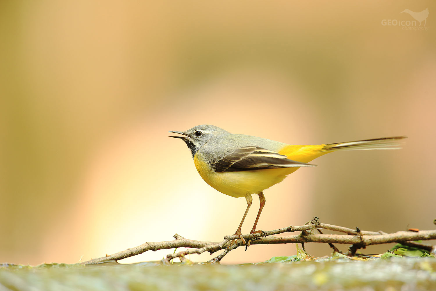 Grey wagtail / konipas horský (Motacilla cinerea)
