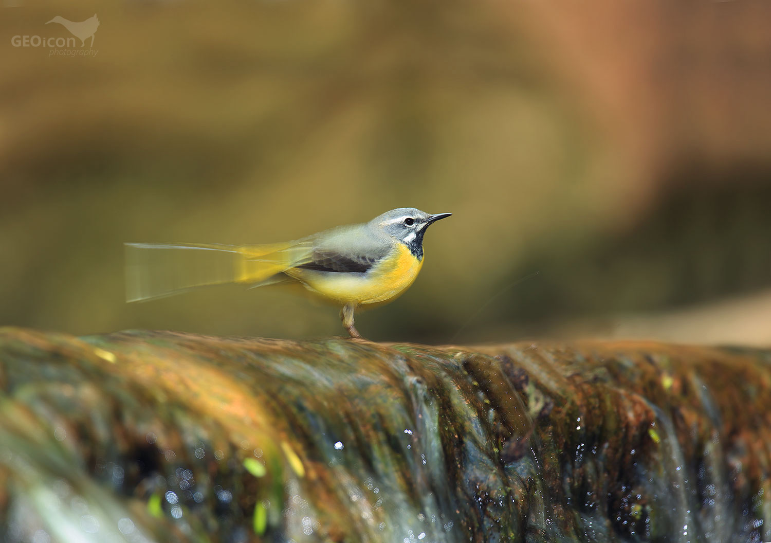 Grey wagtail / konipas horský (Motacilla cinerea)