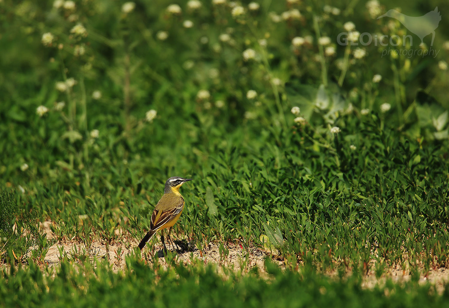 Yellow wagtail / konipas luční (Motacilla flava)
