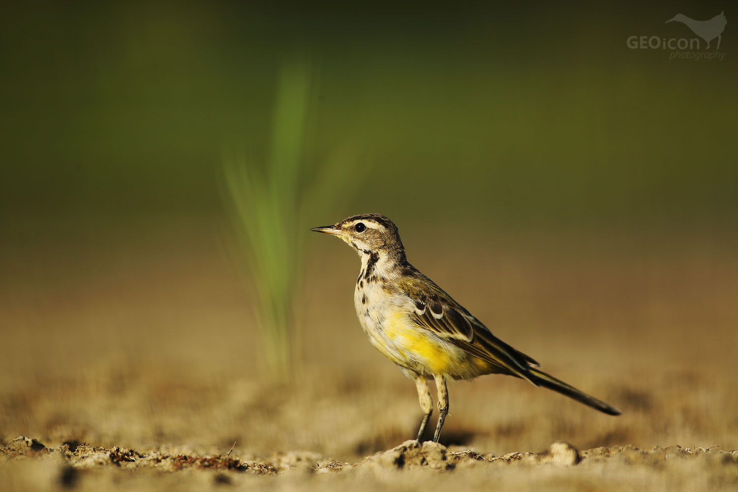 Yellow wagtail / konipas luční (Motacilla flava)