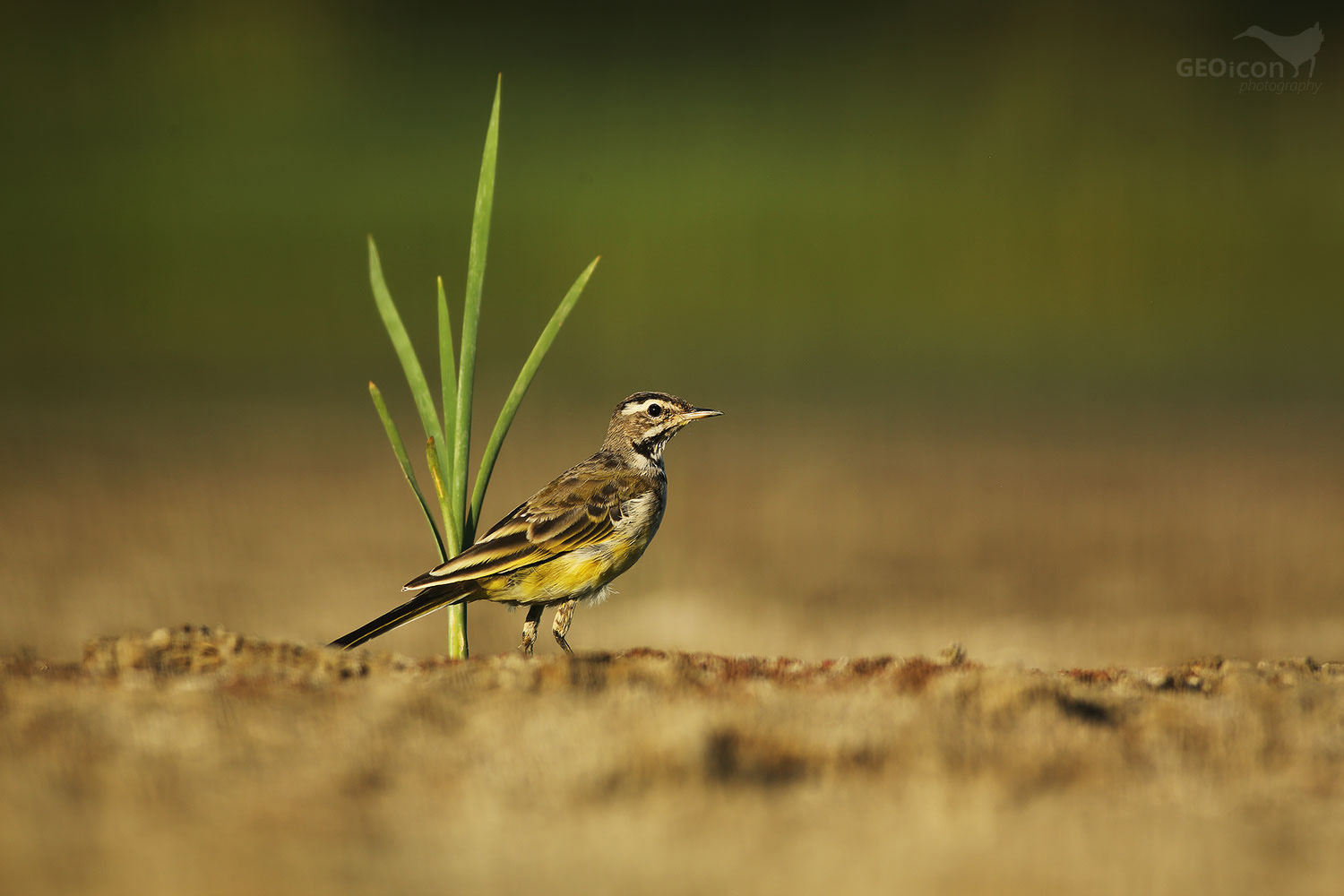 Yellow wagtail / konipas luční (Motacilla flava)