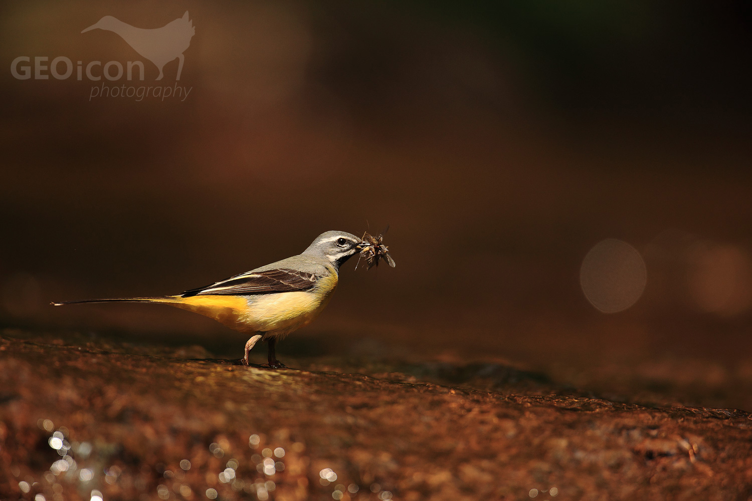 Grey wagtail / konipas horský (Motacilla cinerea)