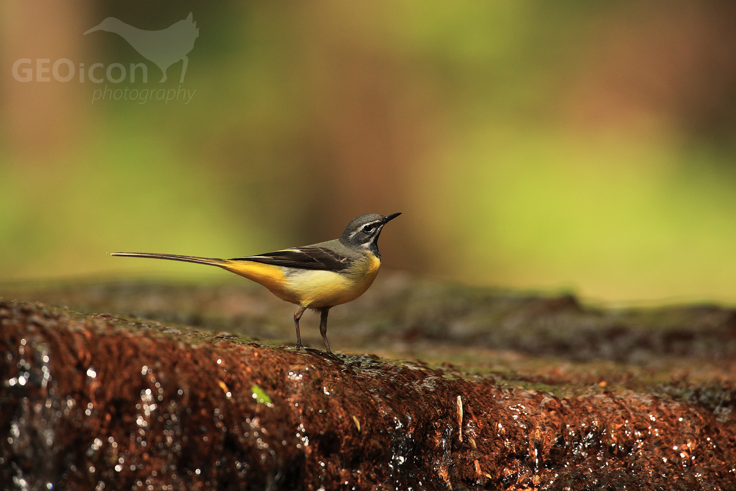 Grey wagtail / konipas horský (Motacilla cinerea)