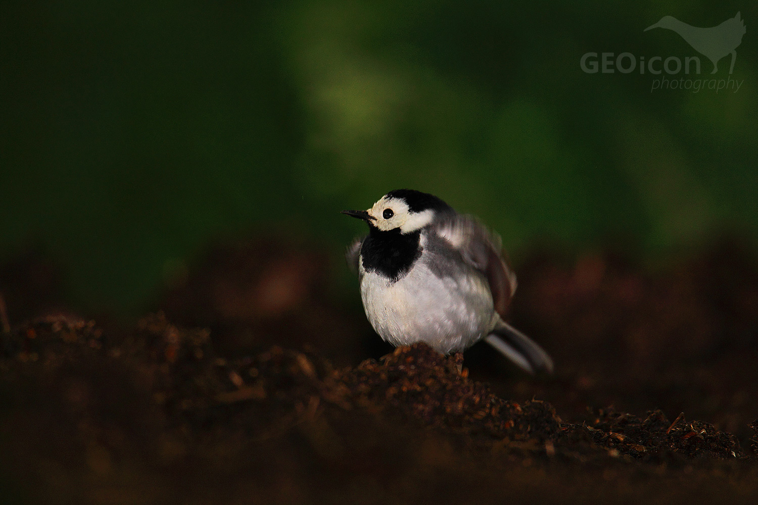 White wagtail / konipas bílý (Motacilla alba)