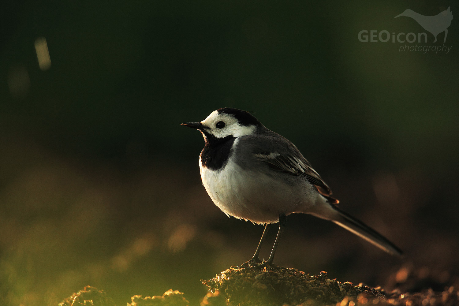 White wagtail / konipas bílý (Motacilla alba)