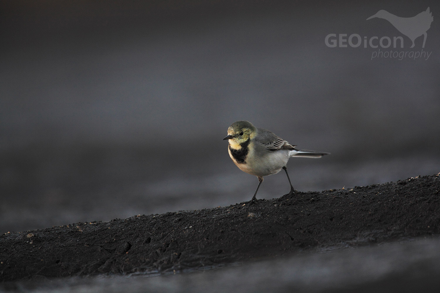 White wagtail / konipas bílý (Motacilla alba)