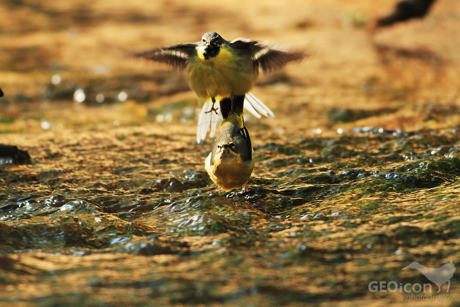 Grey wagtail / konipas horský (Motacilla cinerea)