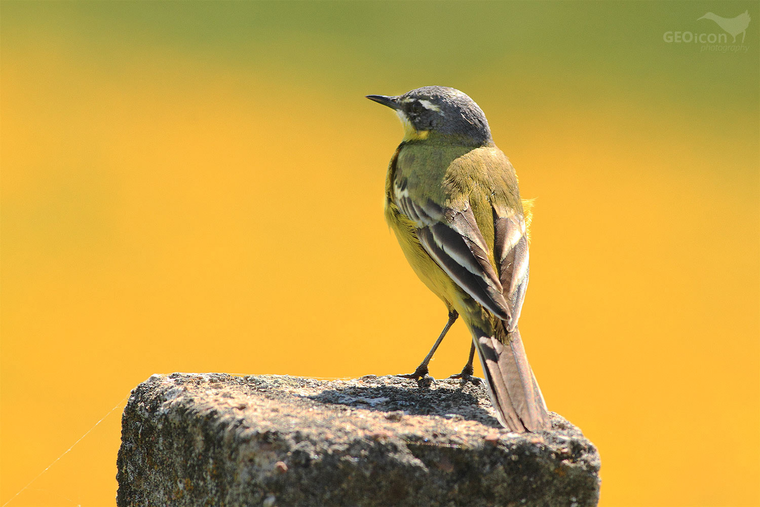 Yellow wagtail / konipas luční (Motacilla flava)