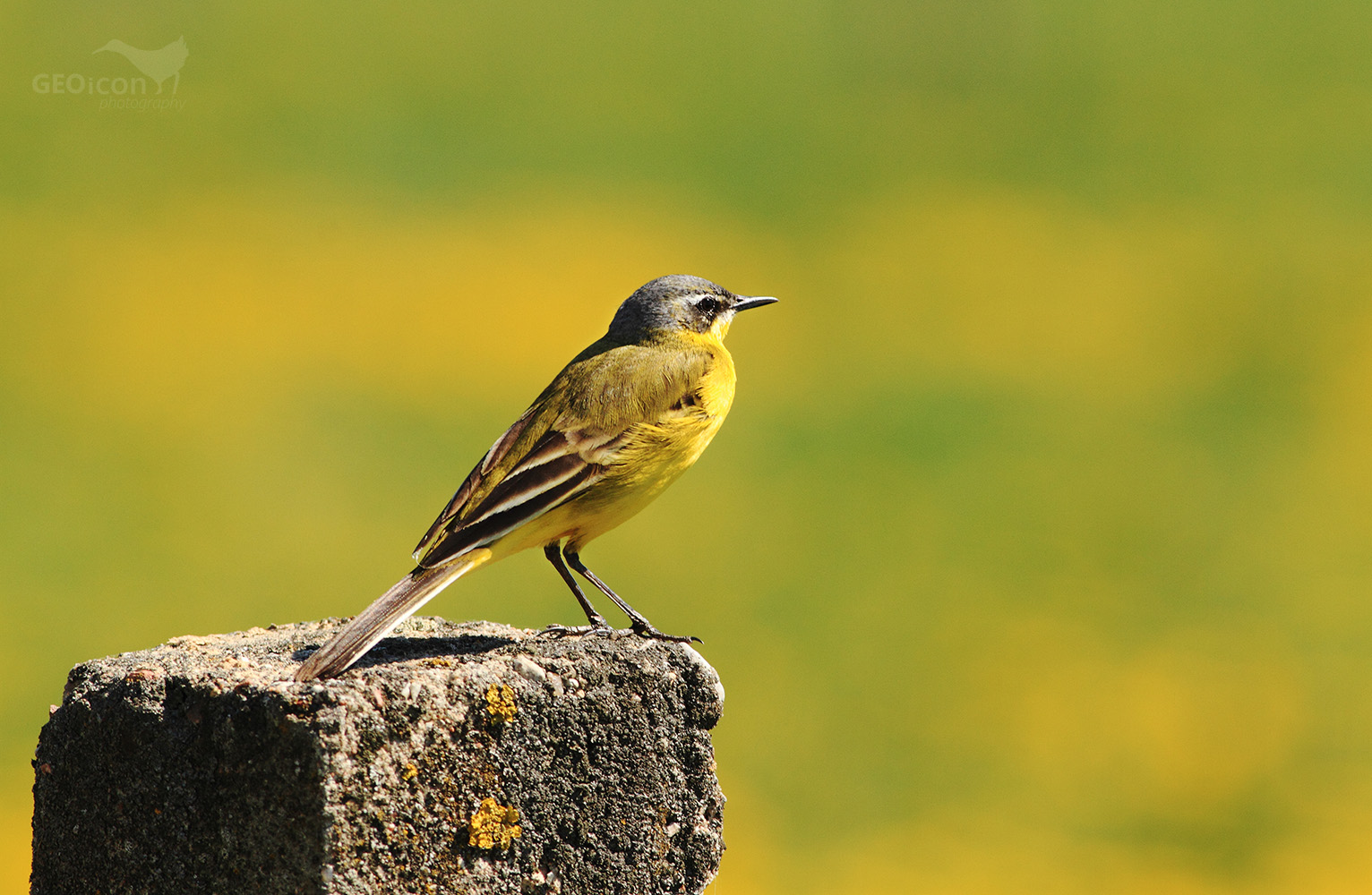 Yellow wagtail / konipas luční (Motacilla flava)