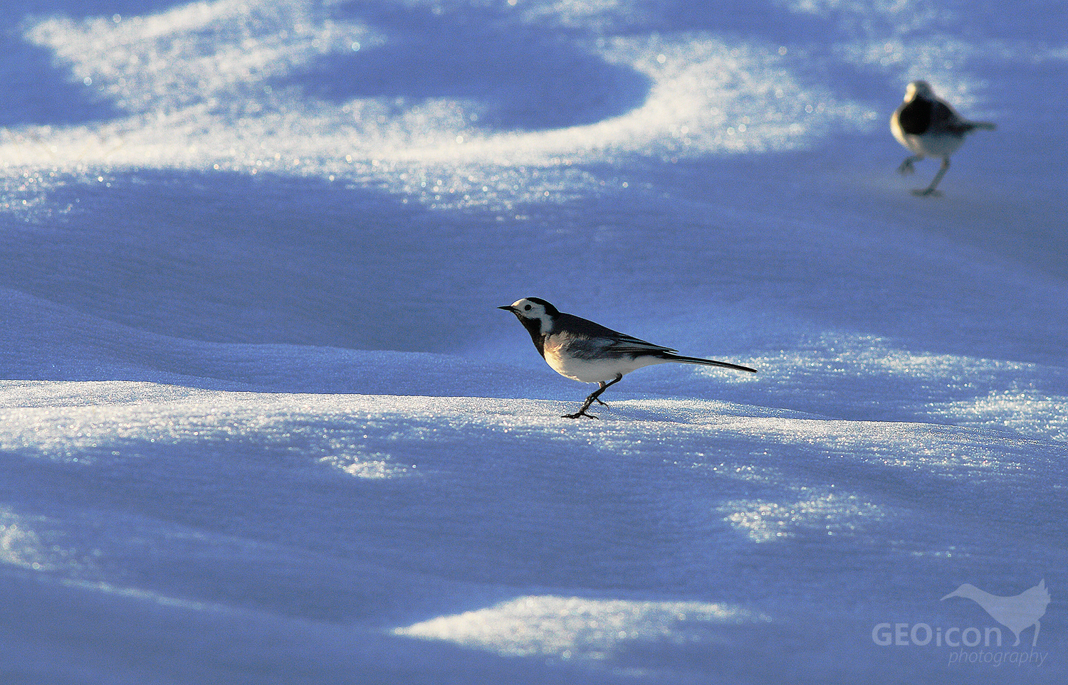 White wagtail / konipas bílý (Motacilla alba)