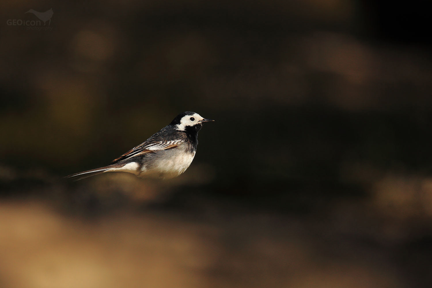 White wagtail / konipas bílý (Motacilla alba yarrellii)