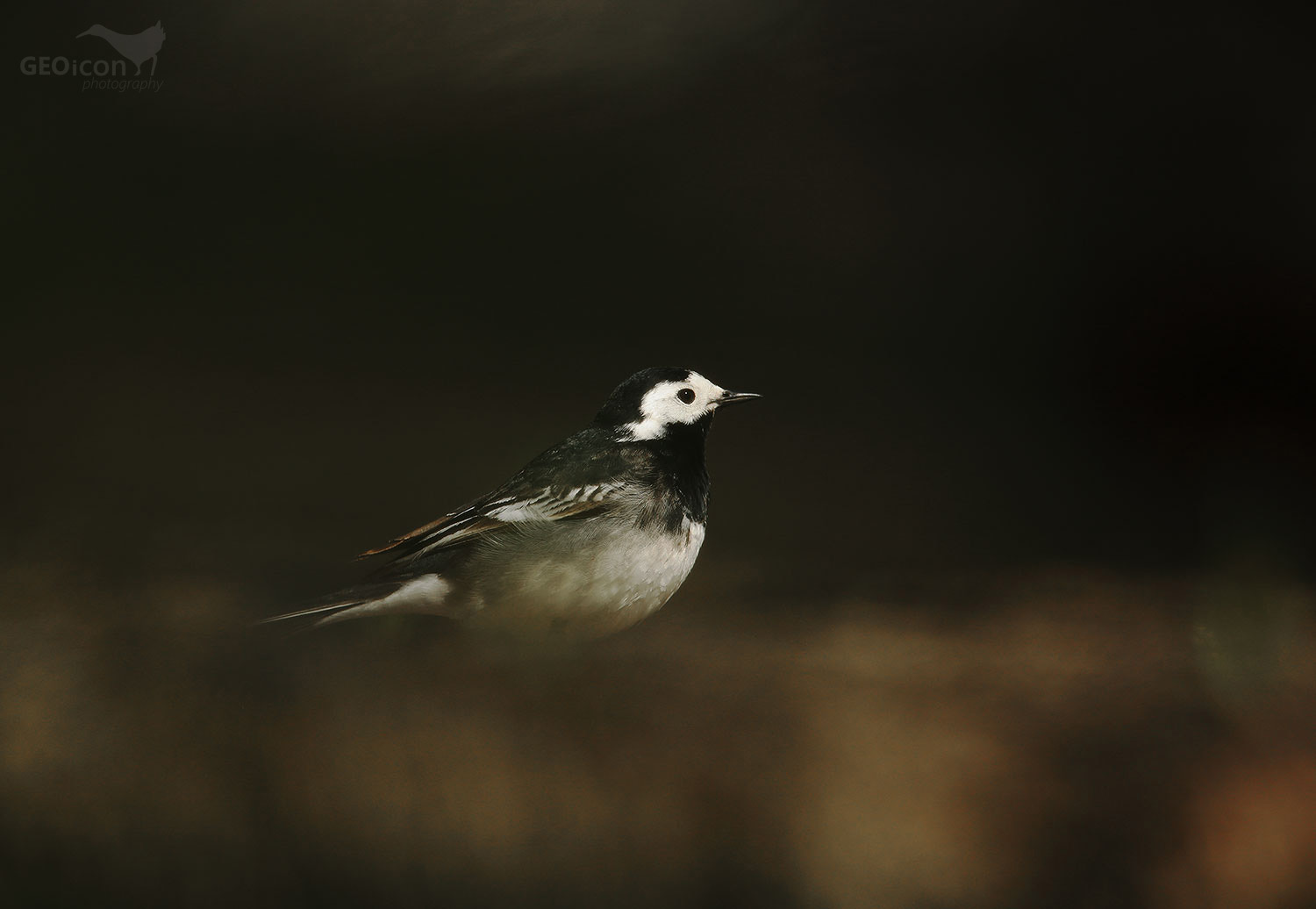 White wagtail / konipas bílý (Motacilla alba yarrellii)