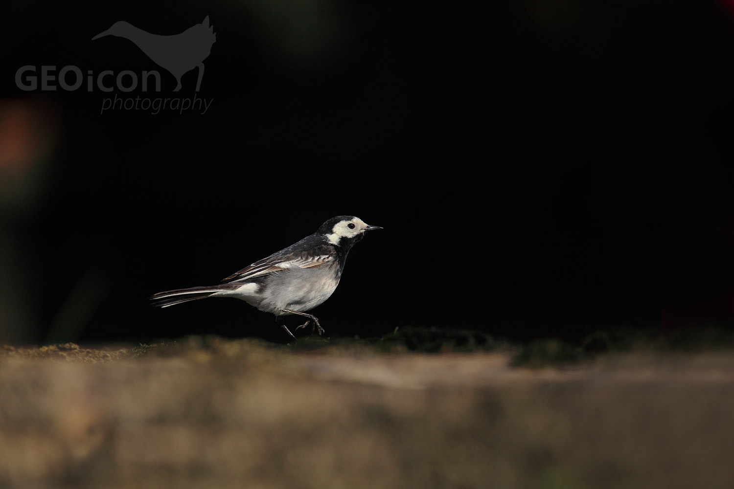 White wagtail / konipas bílý (Motacilla alba yarrellii)