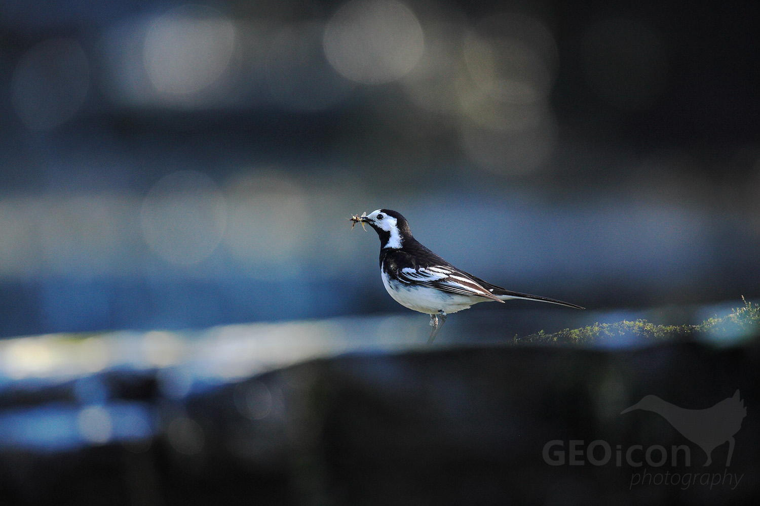 White wagtail / konipas bílý (Motacilla alba yarrellii)