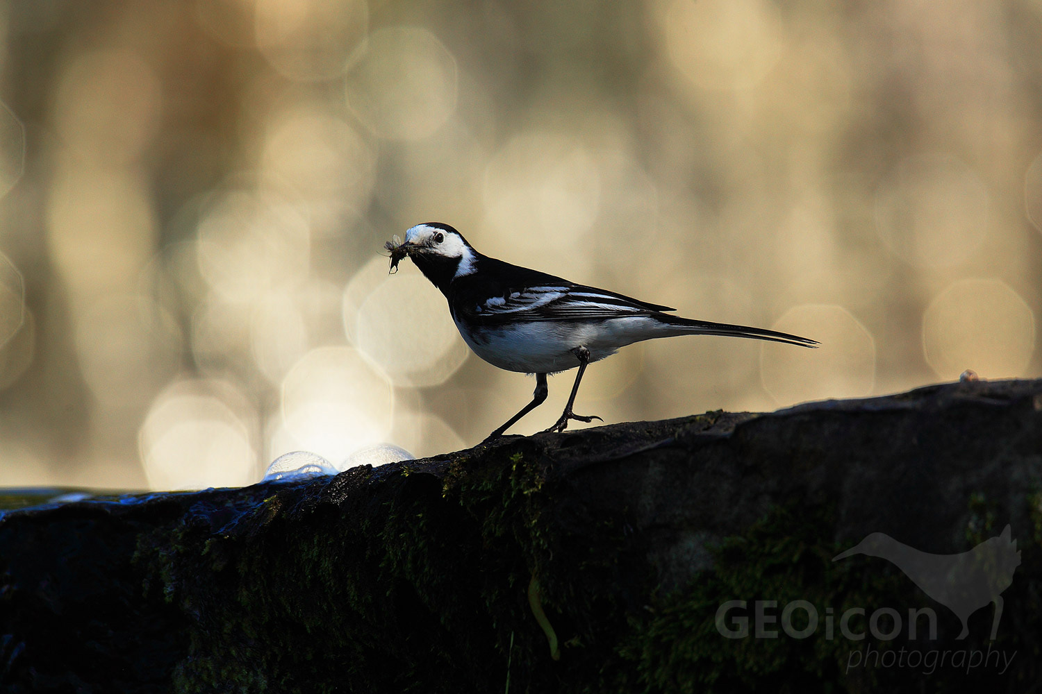 White wagtail / konipas bílý (Motacilla alba yarrellii)
