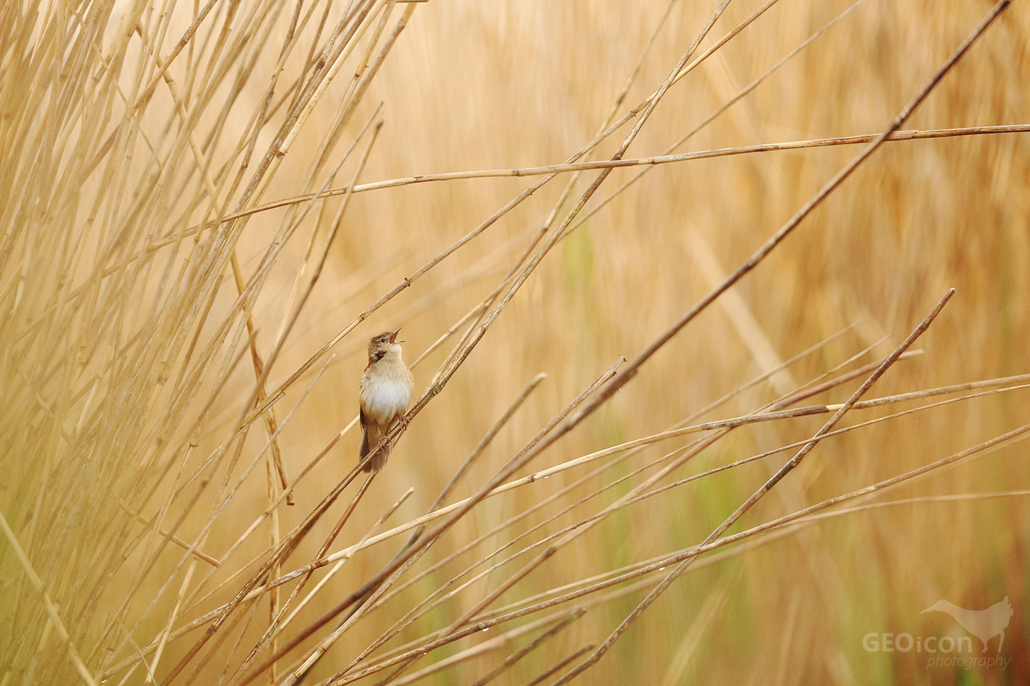 Savi´s warbler / cvrčilka slavíková (Locustella luscinioides)